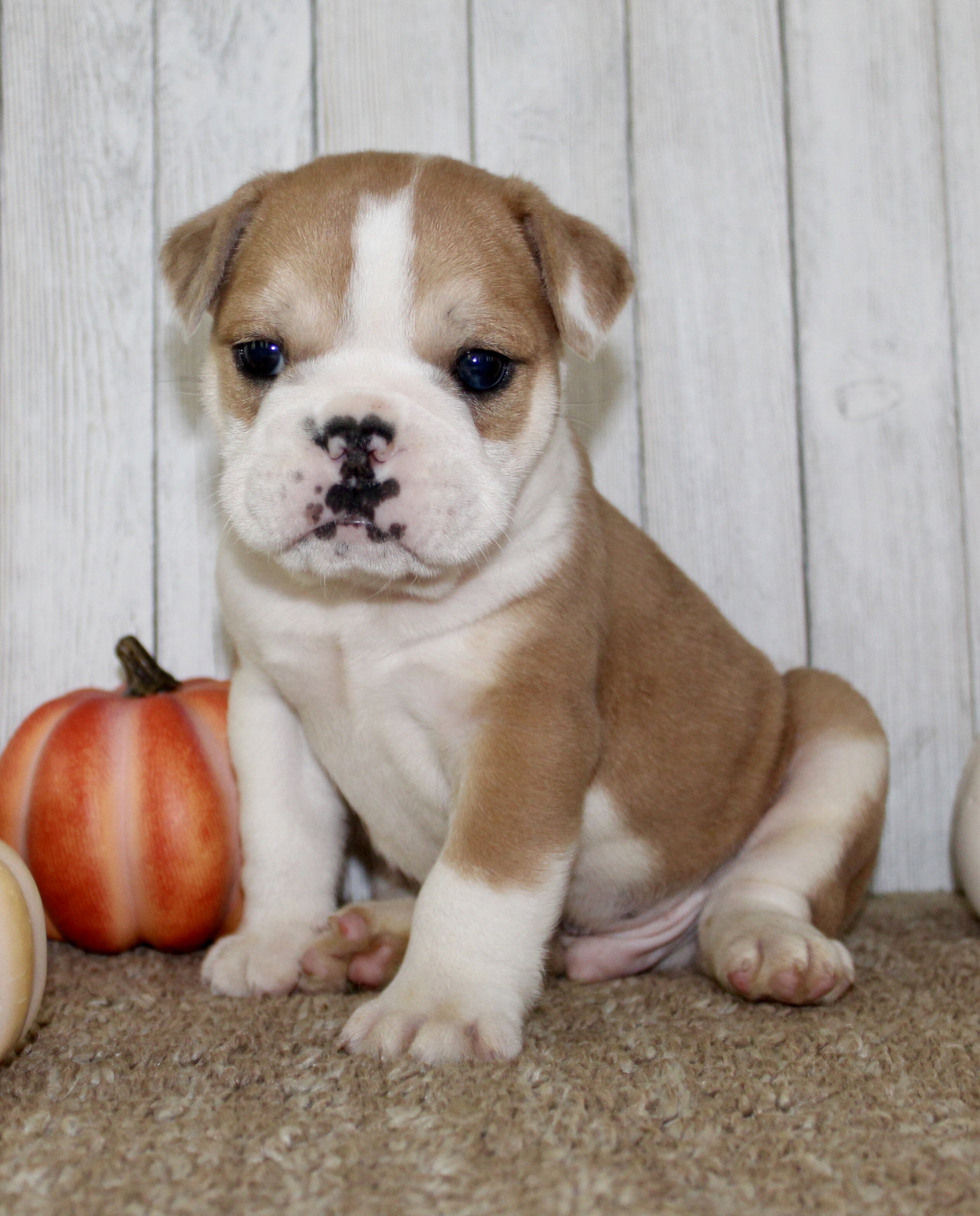 Arlo Male English Bulldog image 8