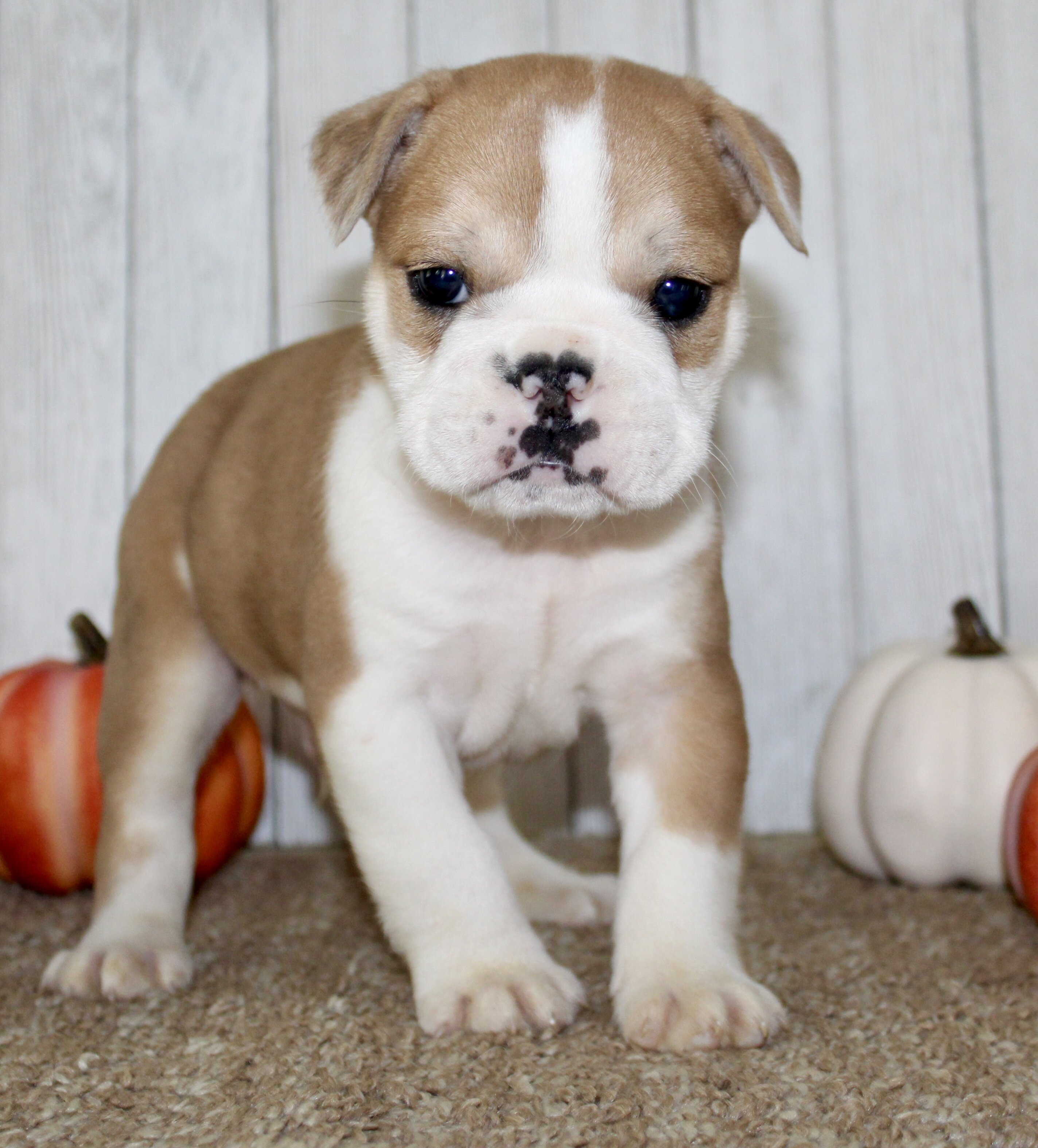 Arlo Male English Bulldog image 9