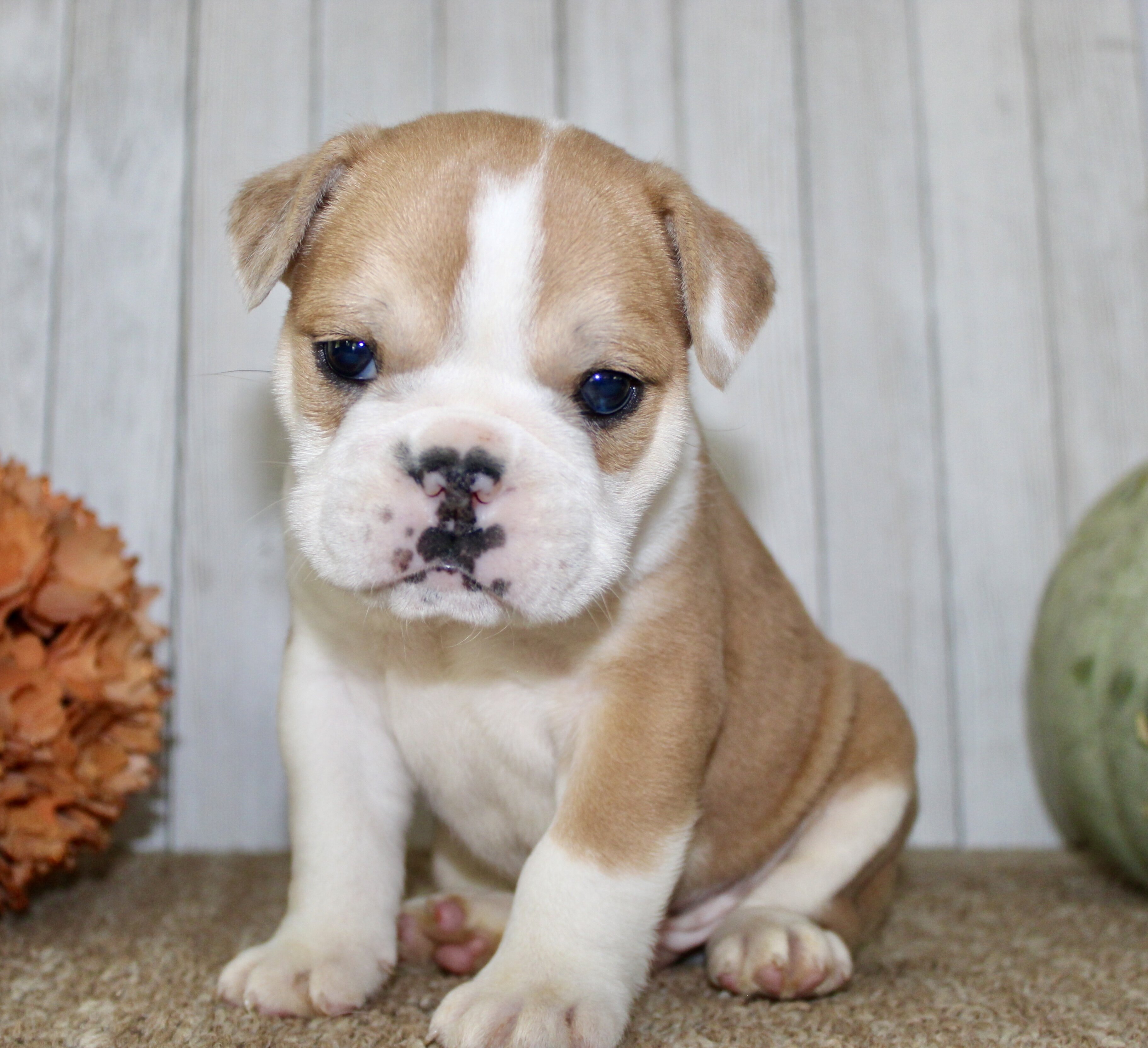 Arlo Male English Bulldog image 6