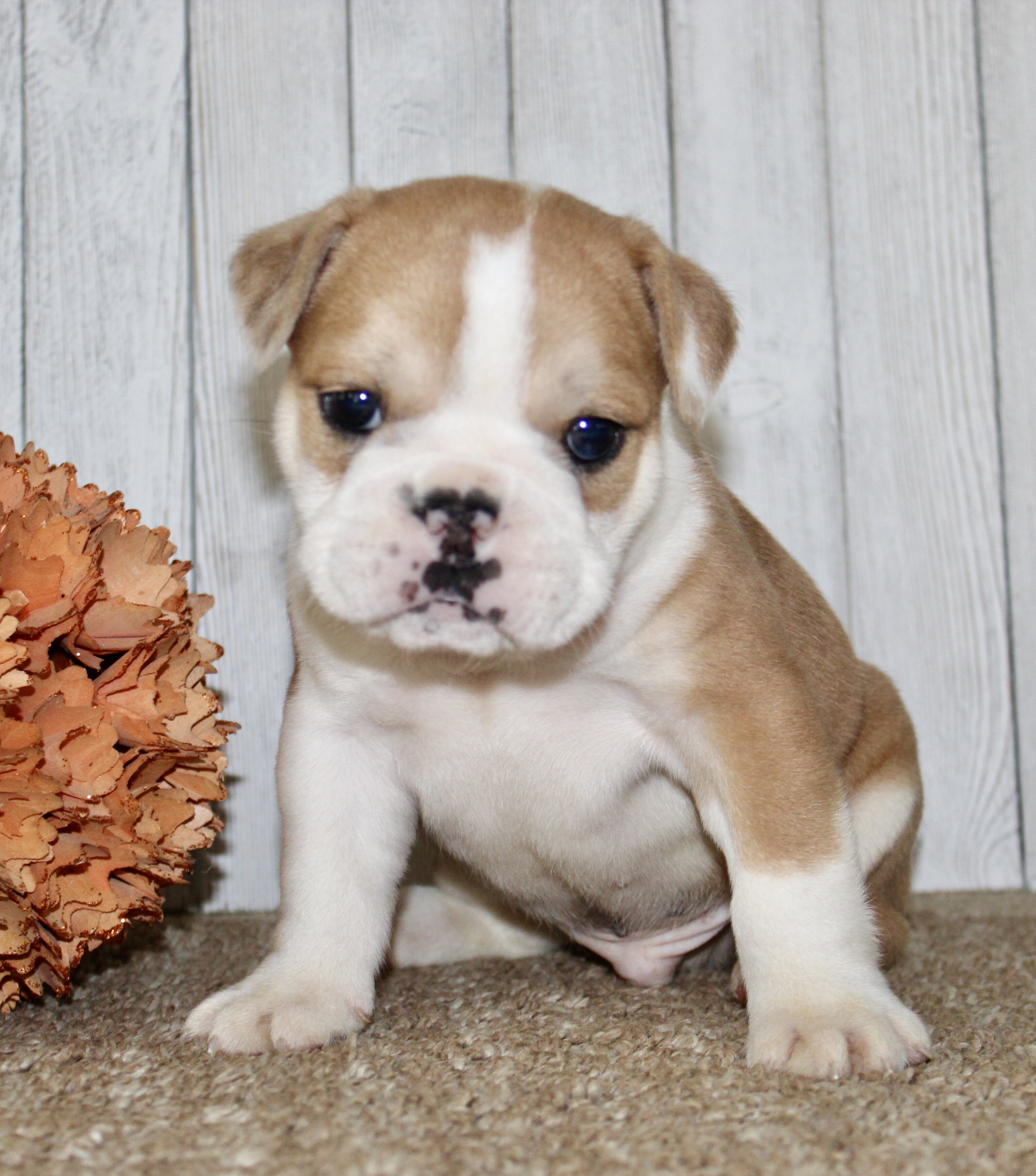 Arlo Male English Bulldog image 7