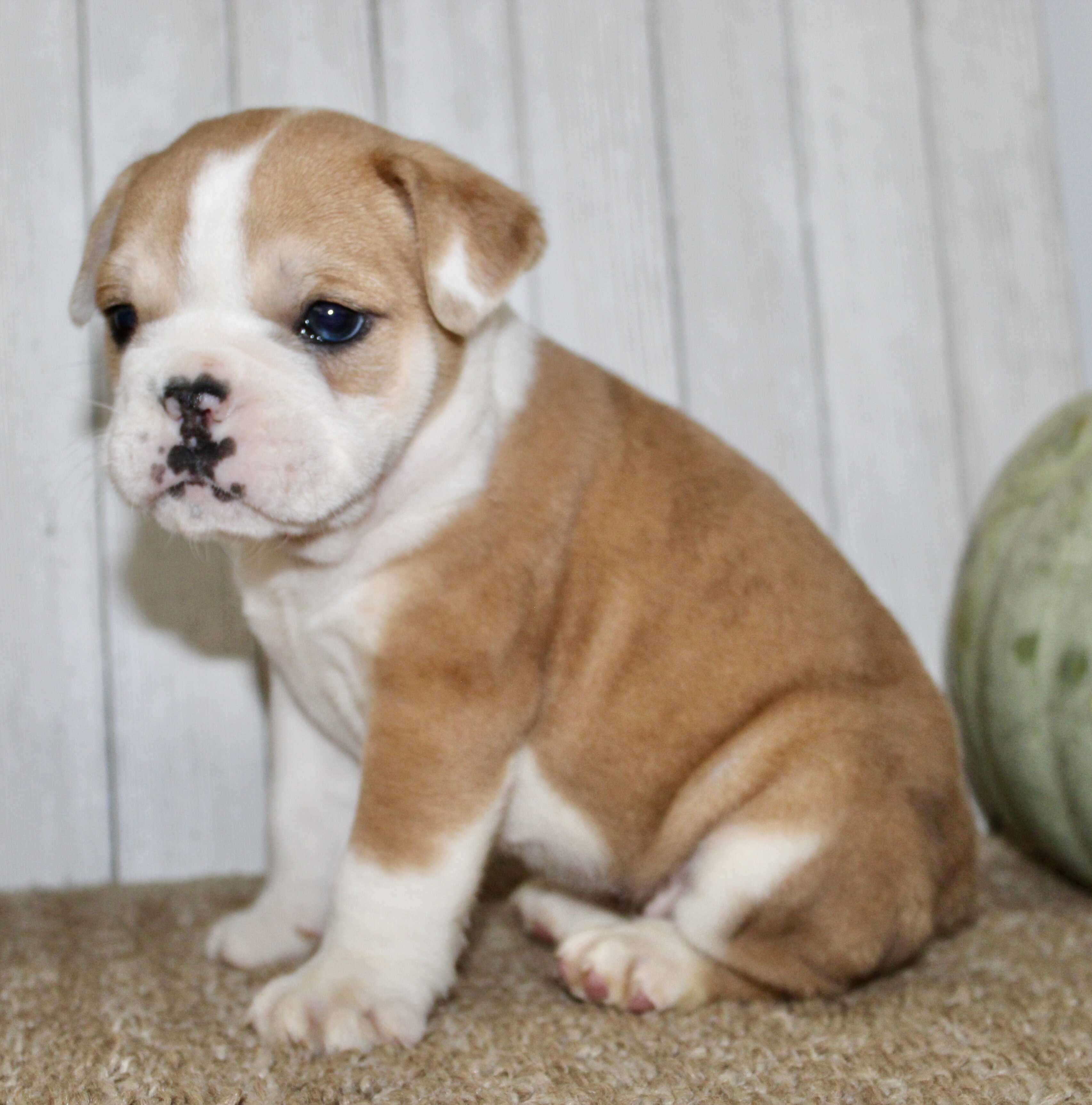 Arlo Male English Bulldog image 5