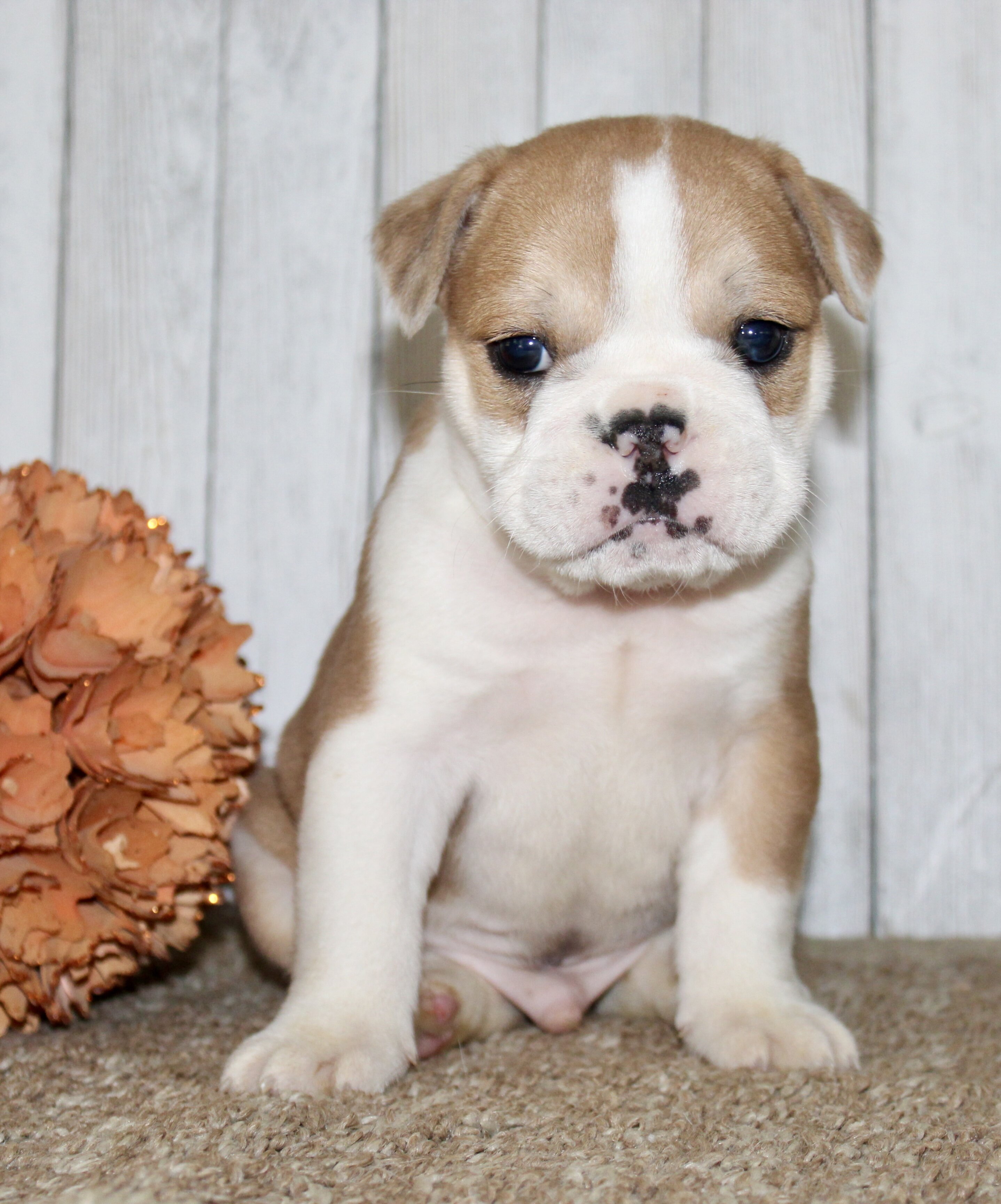 Arlo Male English Bulldog image 2