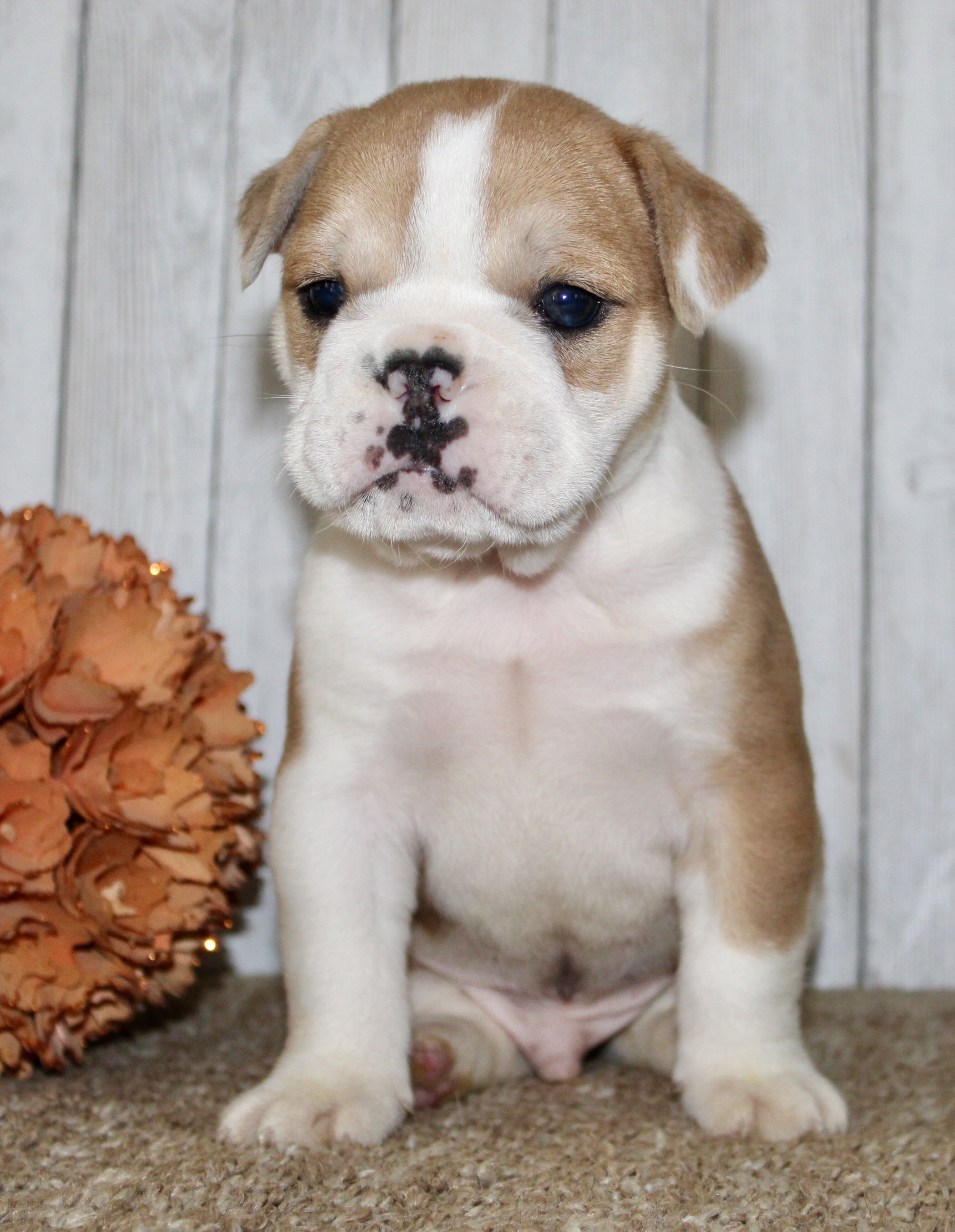 Arlo Male English Bulldog image 3