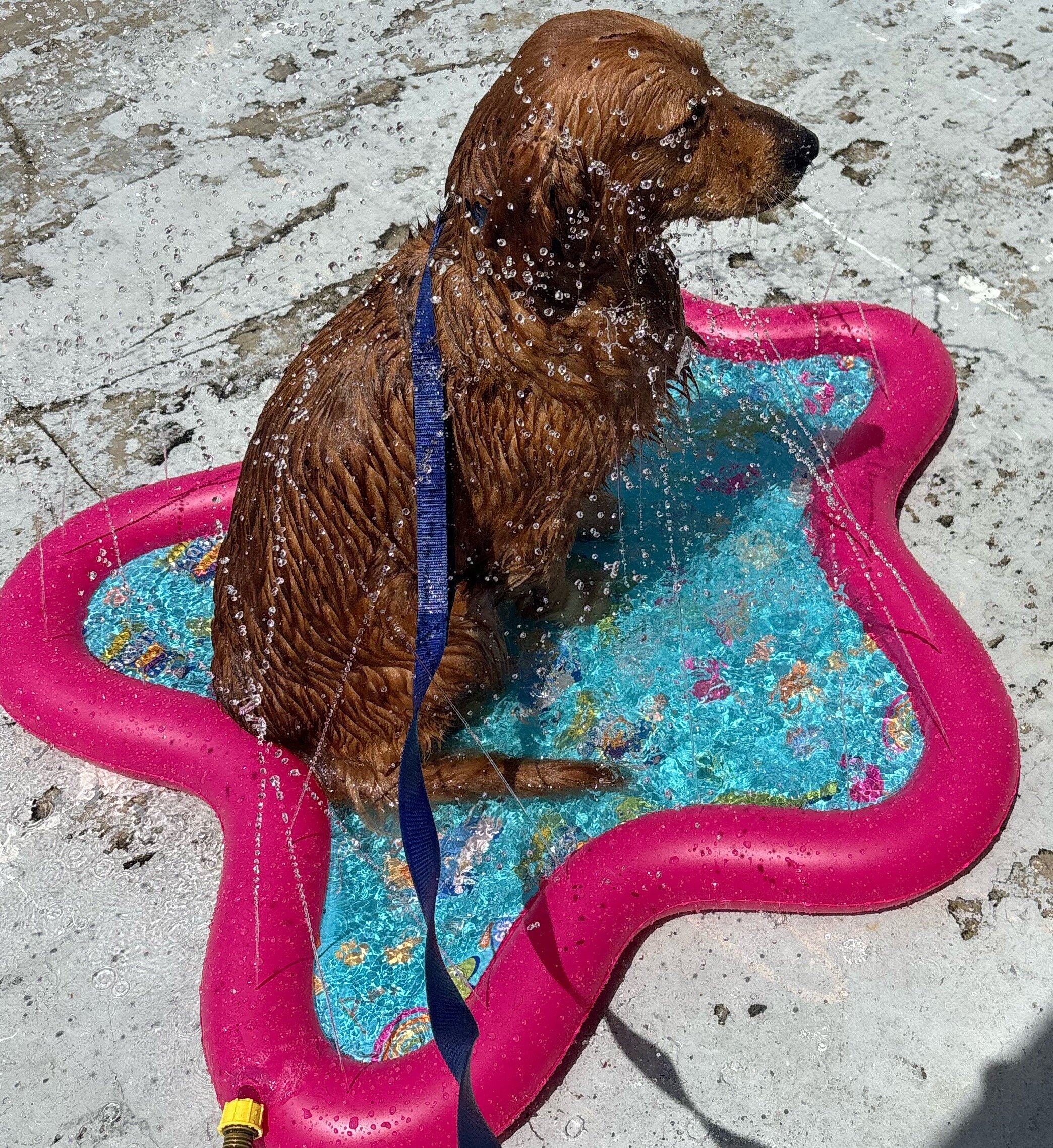 Male golden retriever for sale image 1