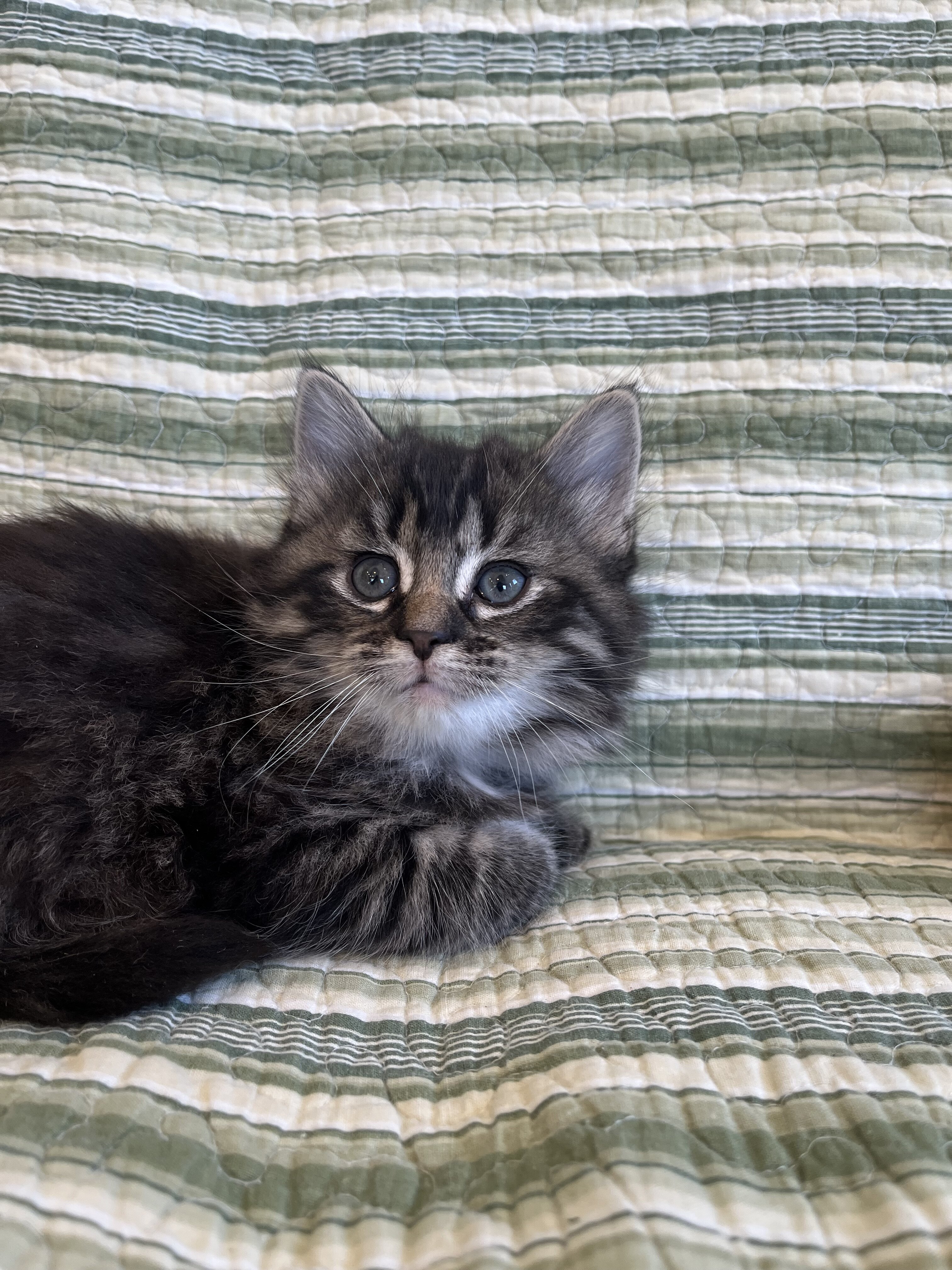 Kittens for sale! Maine Coon image 2