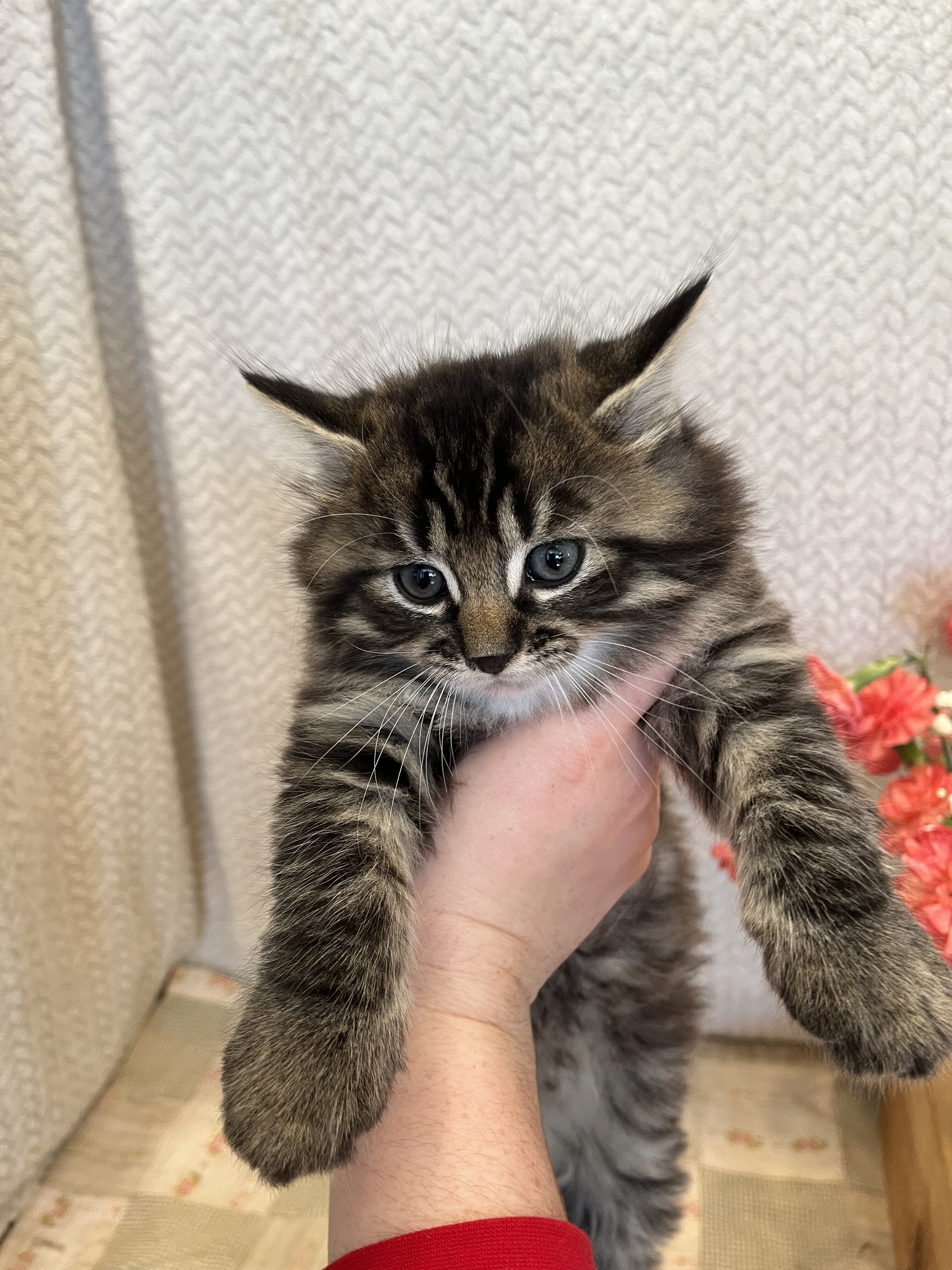 Kittens for sale! Maine Coon image 1