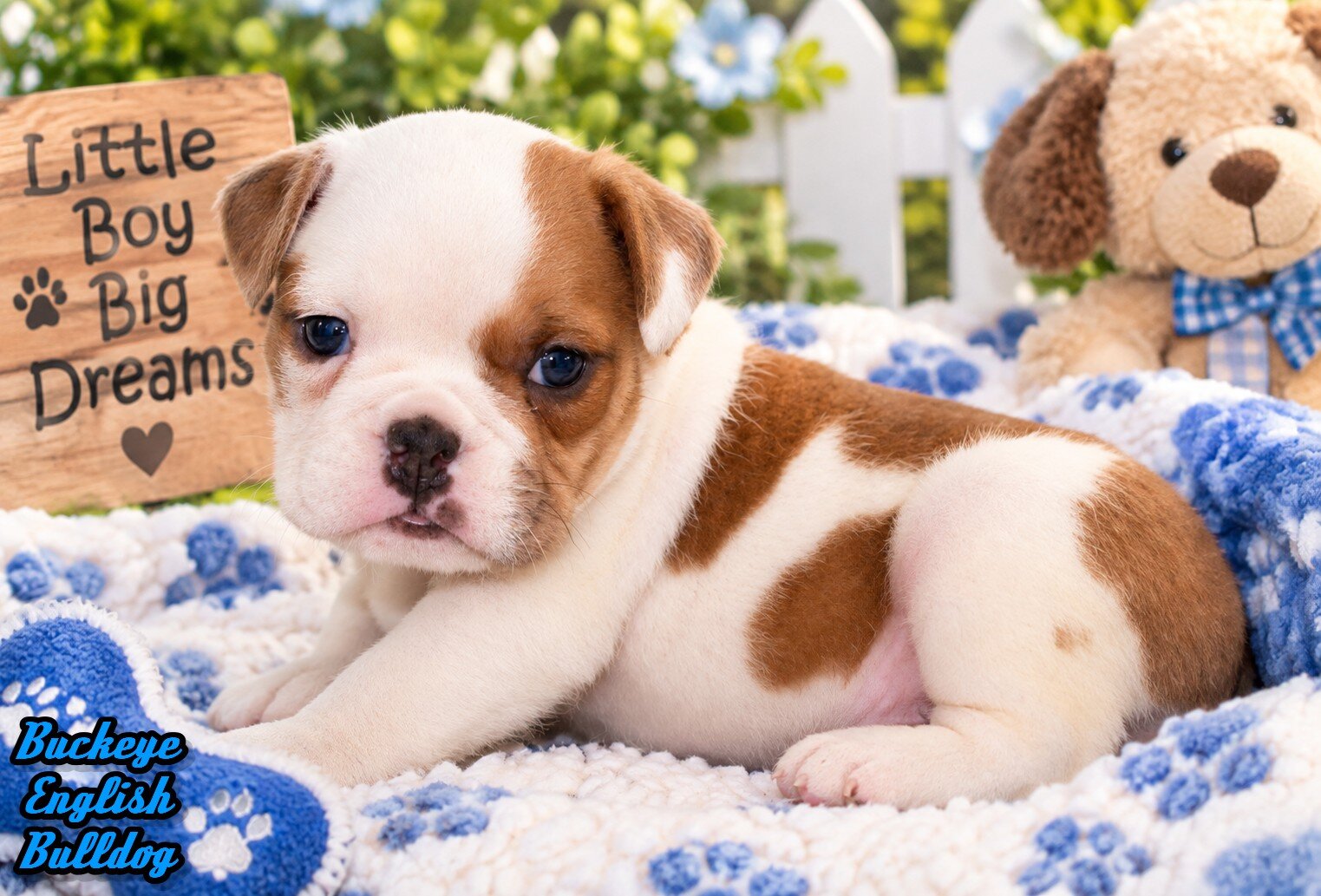 Buckeye Male English Bulldog image 1