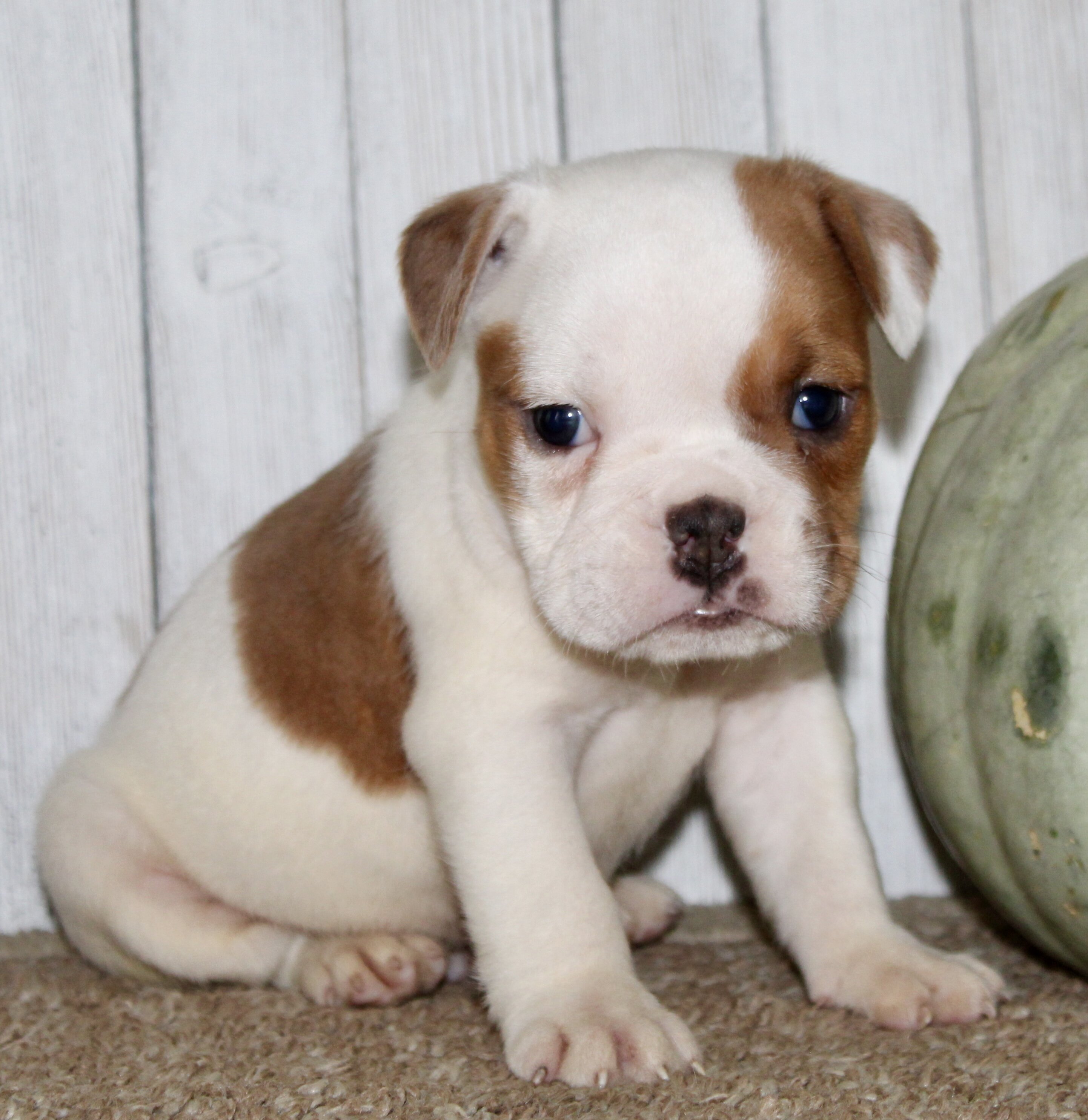 Buckeye Male English Bulldog image 2