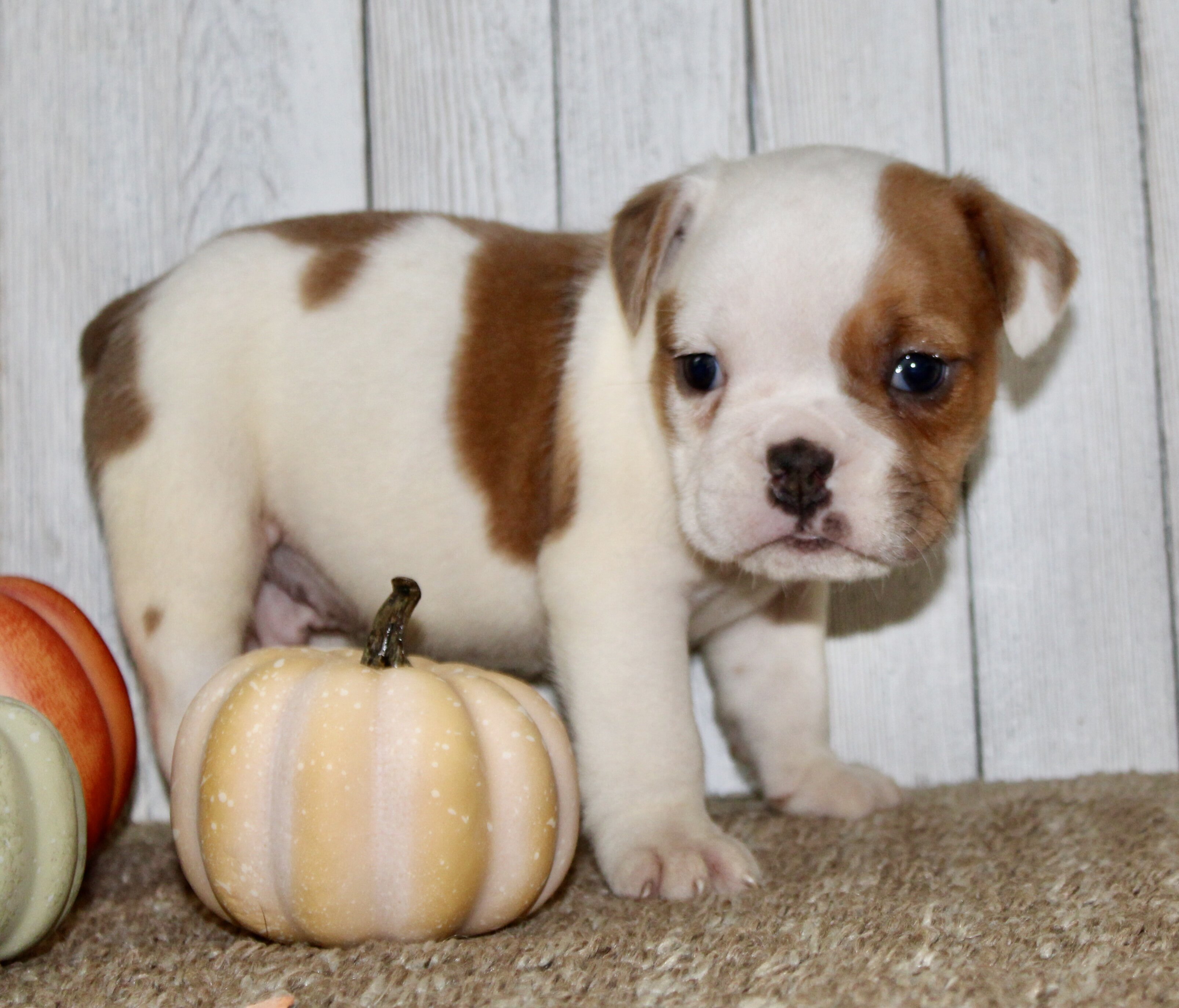 Buckeye Male English Bulldog image 9
