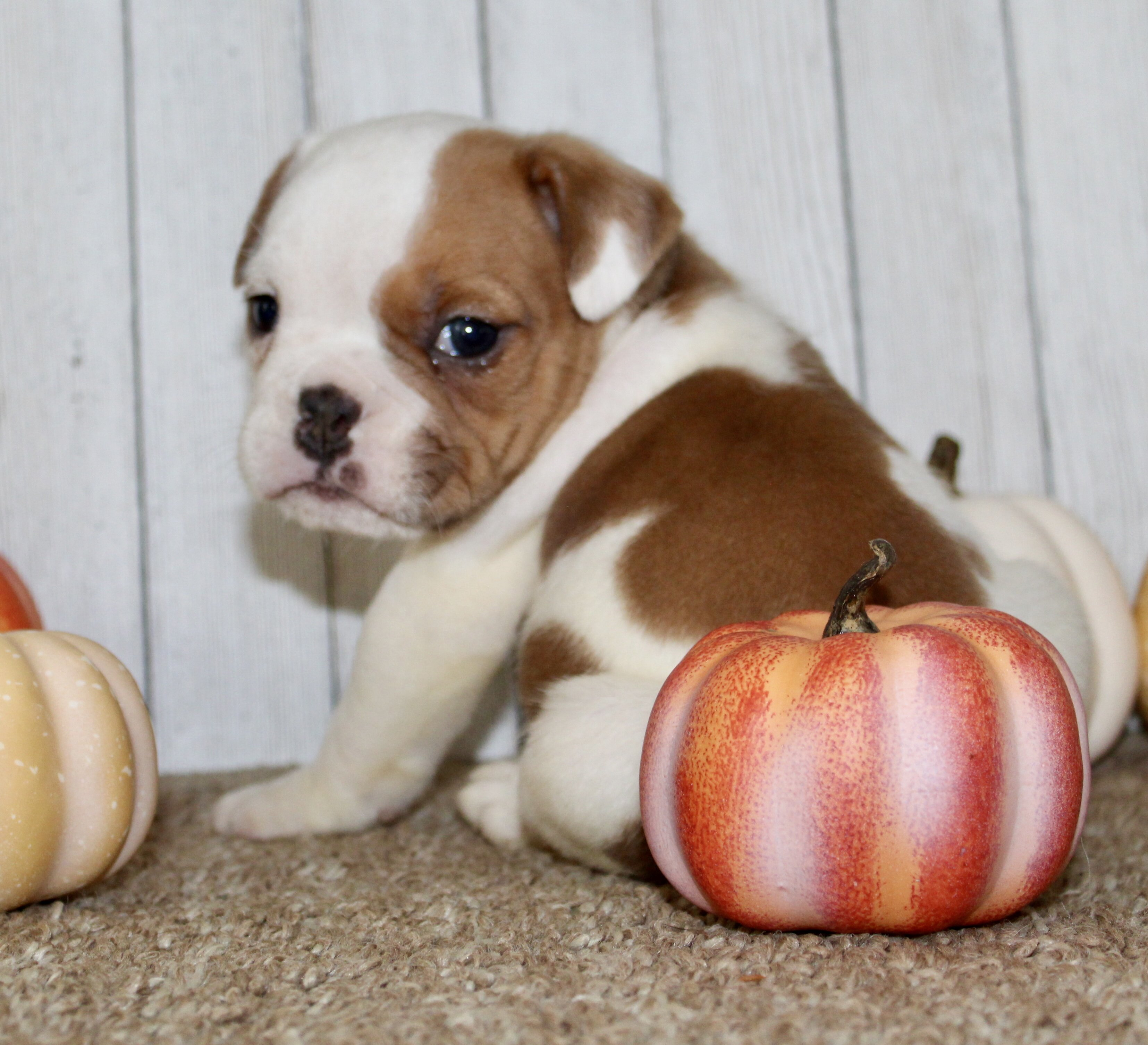 Buckeye Male English Bulldog image 10