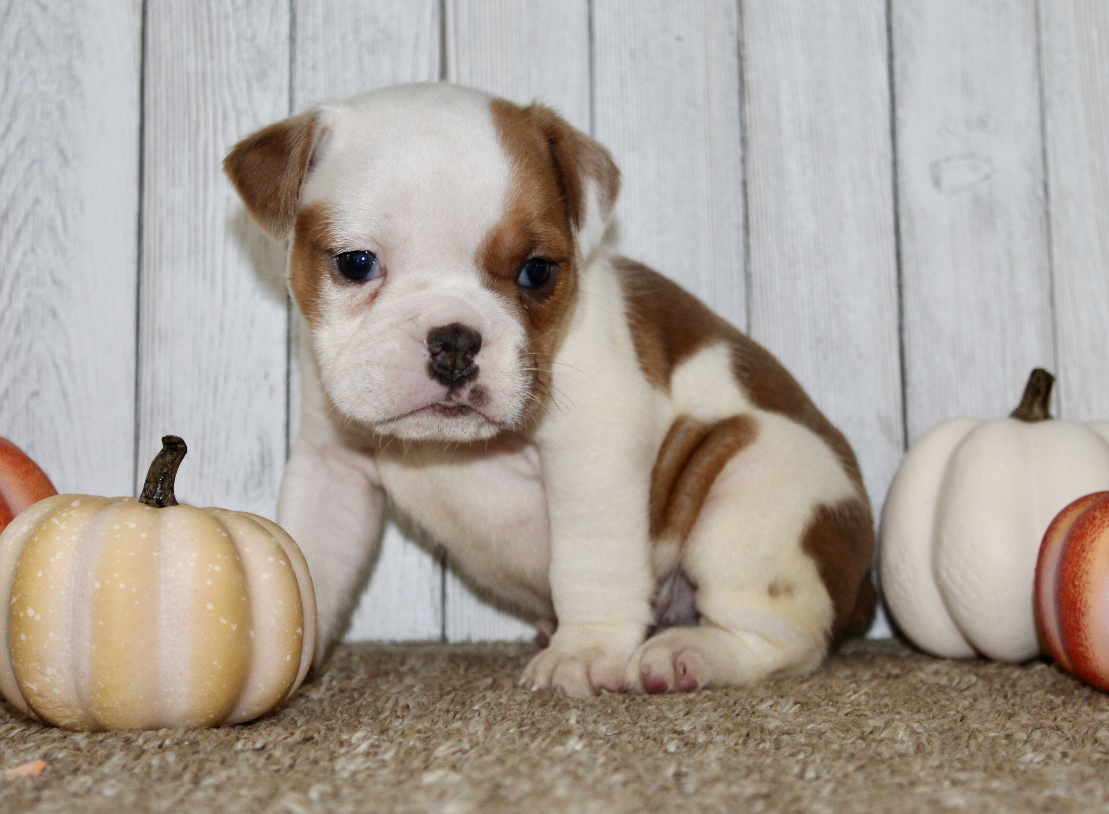 Buckeye Male English Bulldog image 8