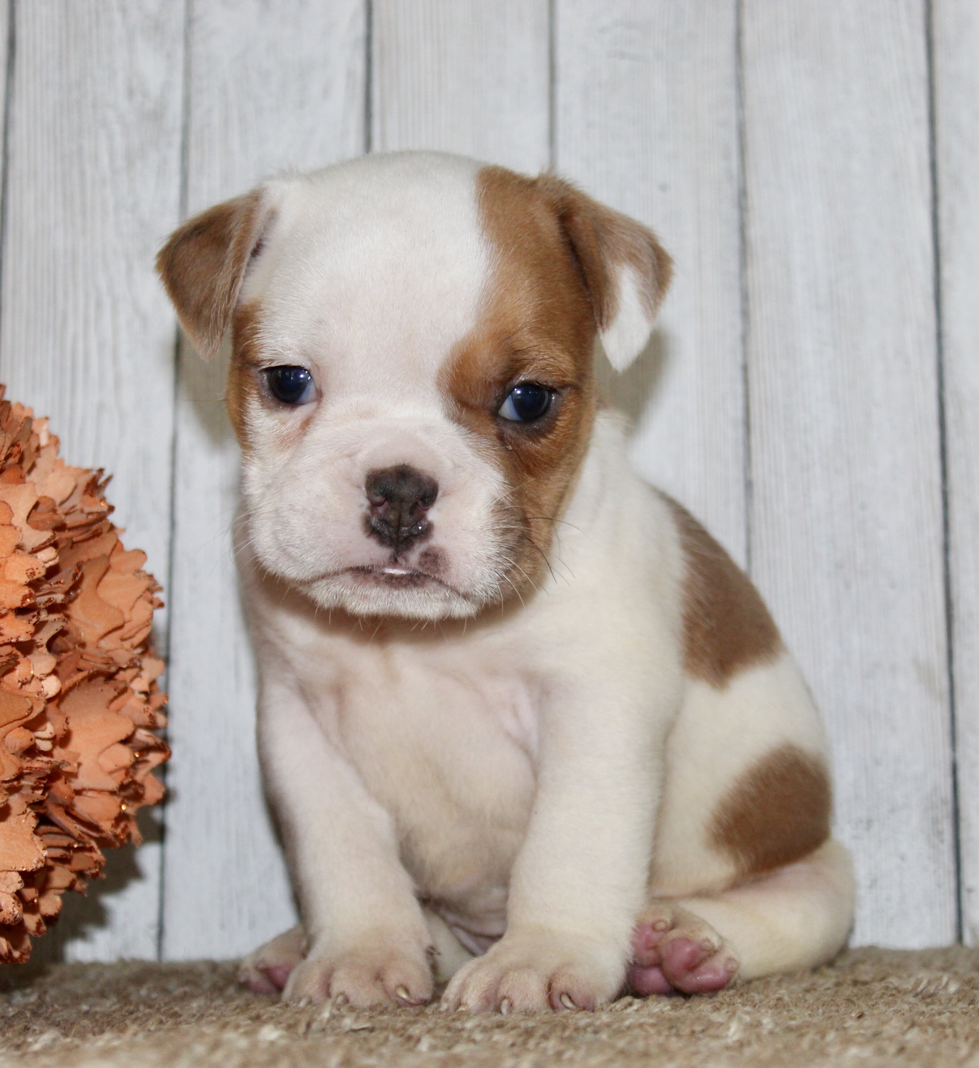 Buckeye Male English Bulldog image 7