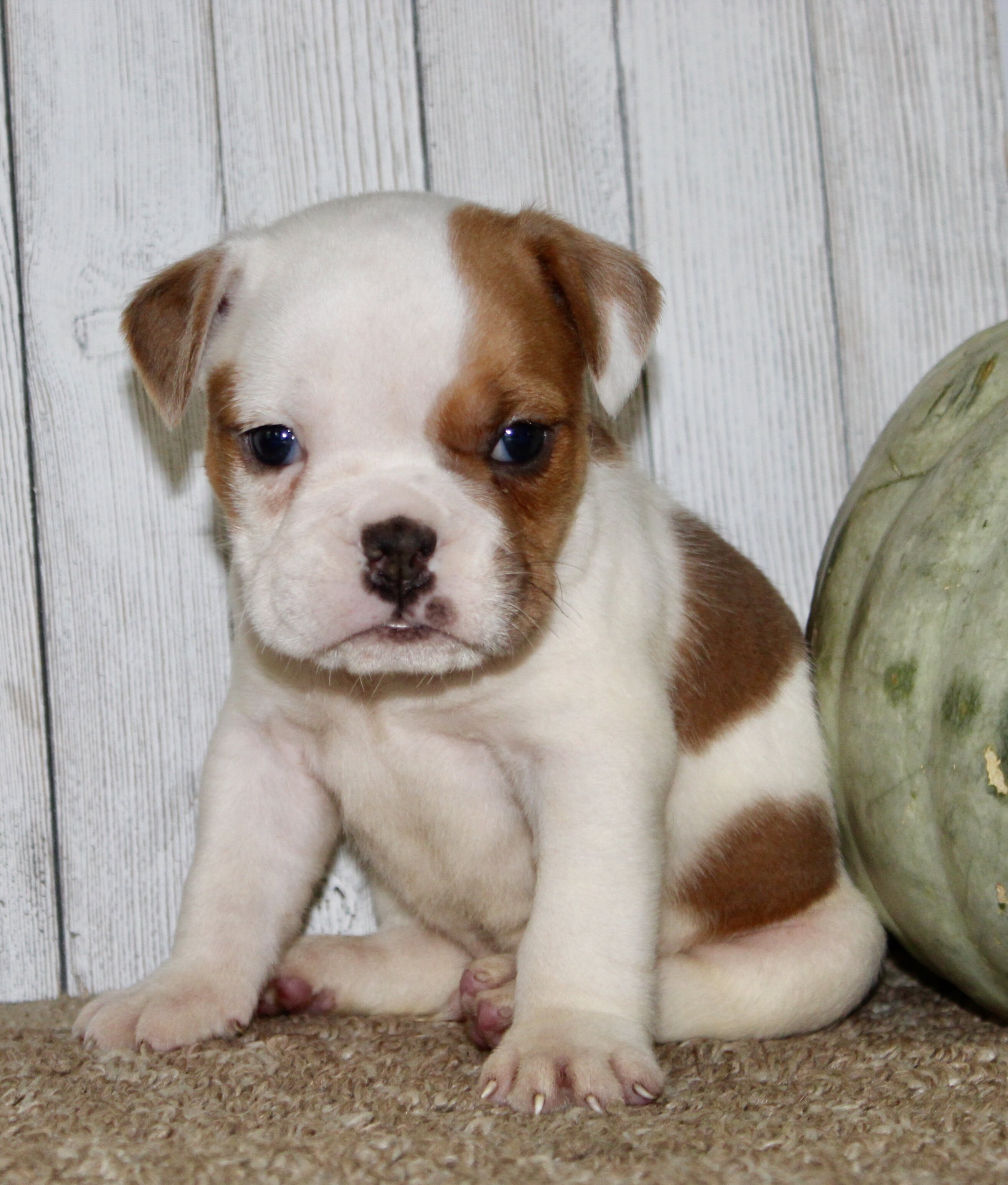 Buckeye Male English Bulldog image 5