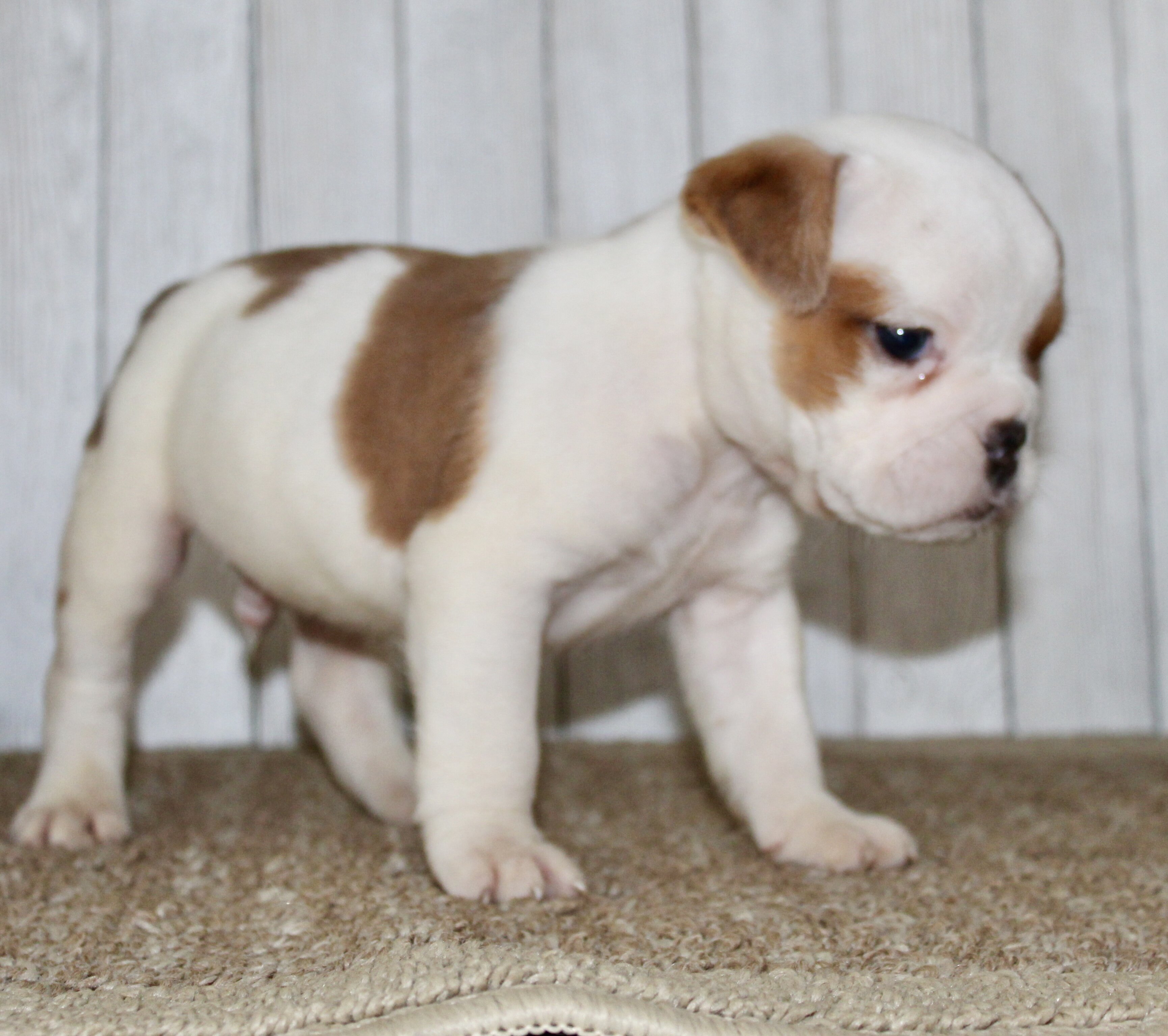 Buckeye Male English Bulldog image 6