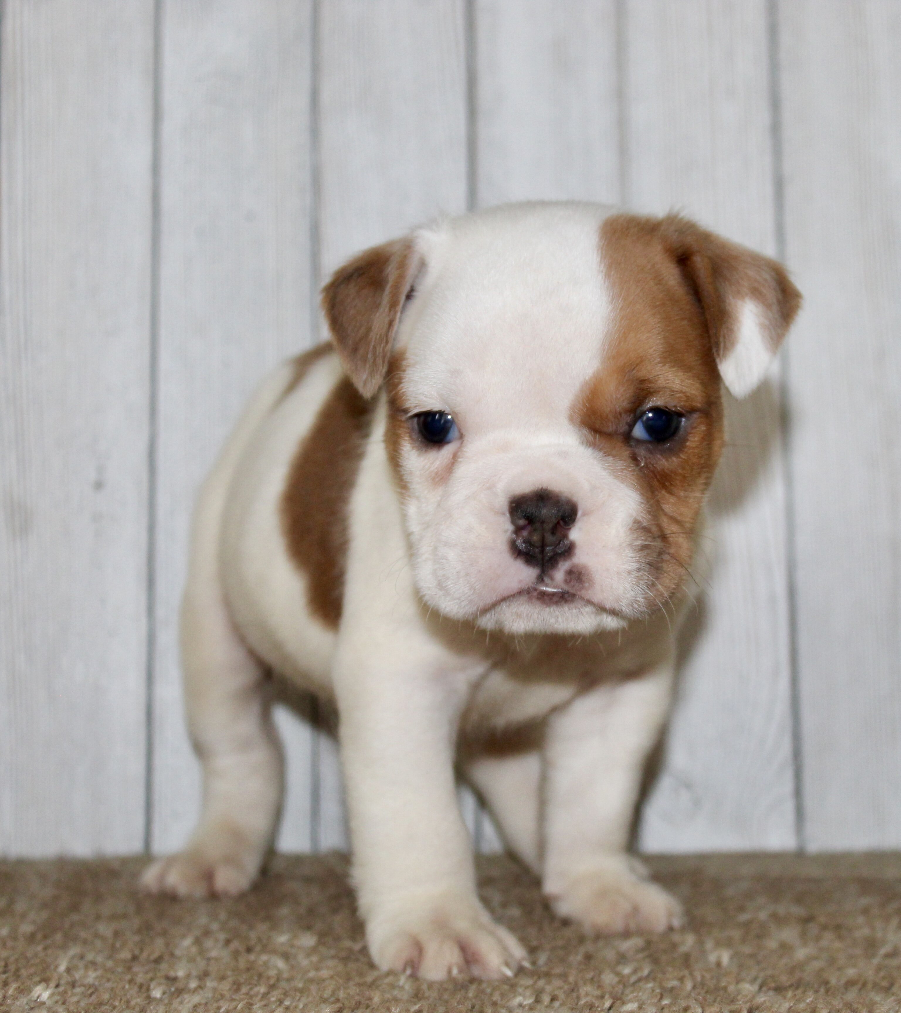 Buckeye Male English Bulldog image 3