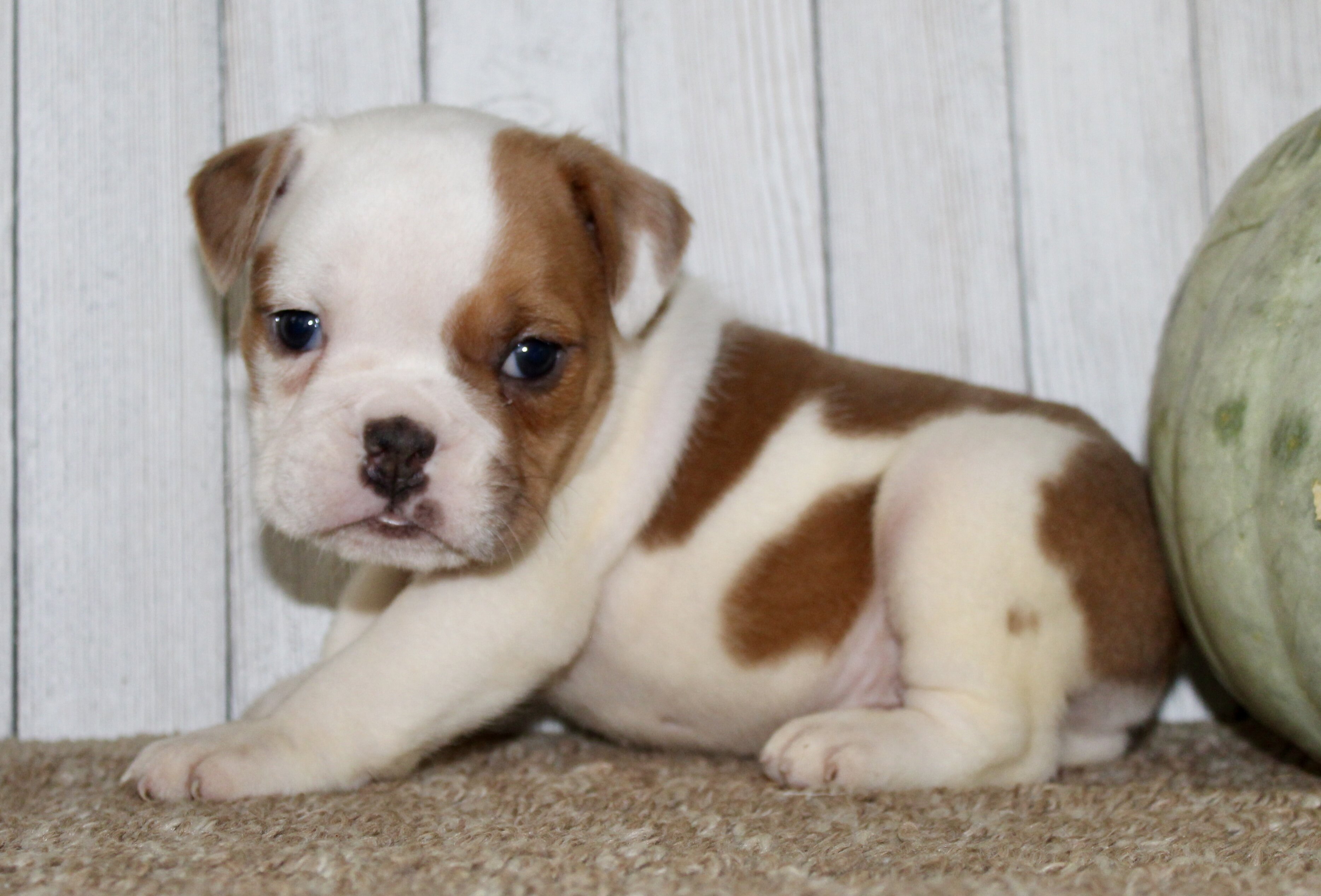 Buckeye Male English Bulldog image 4