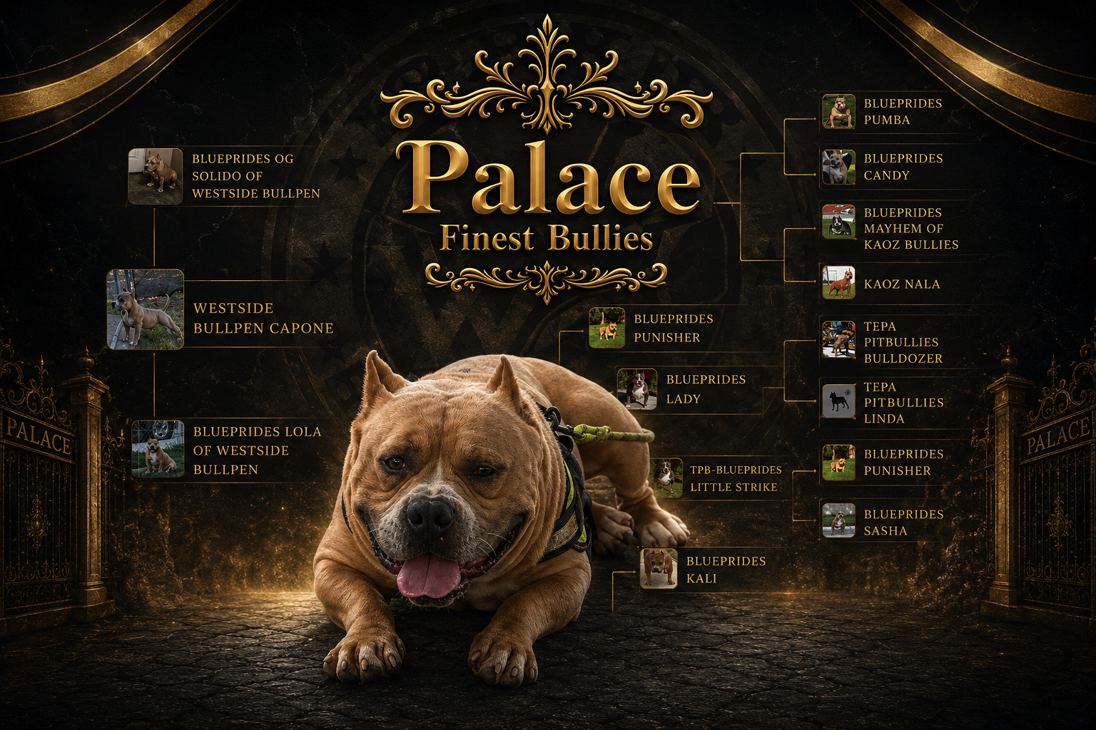 Extreme American bully image 1
