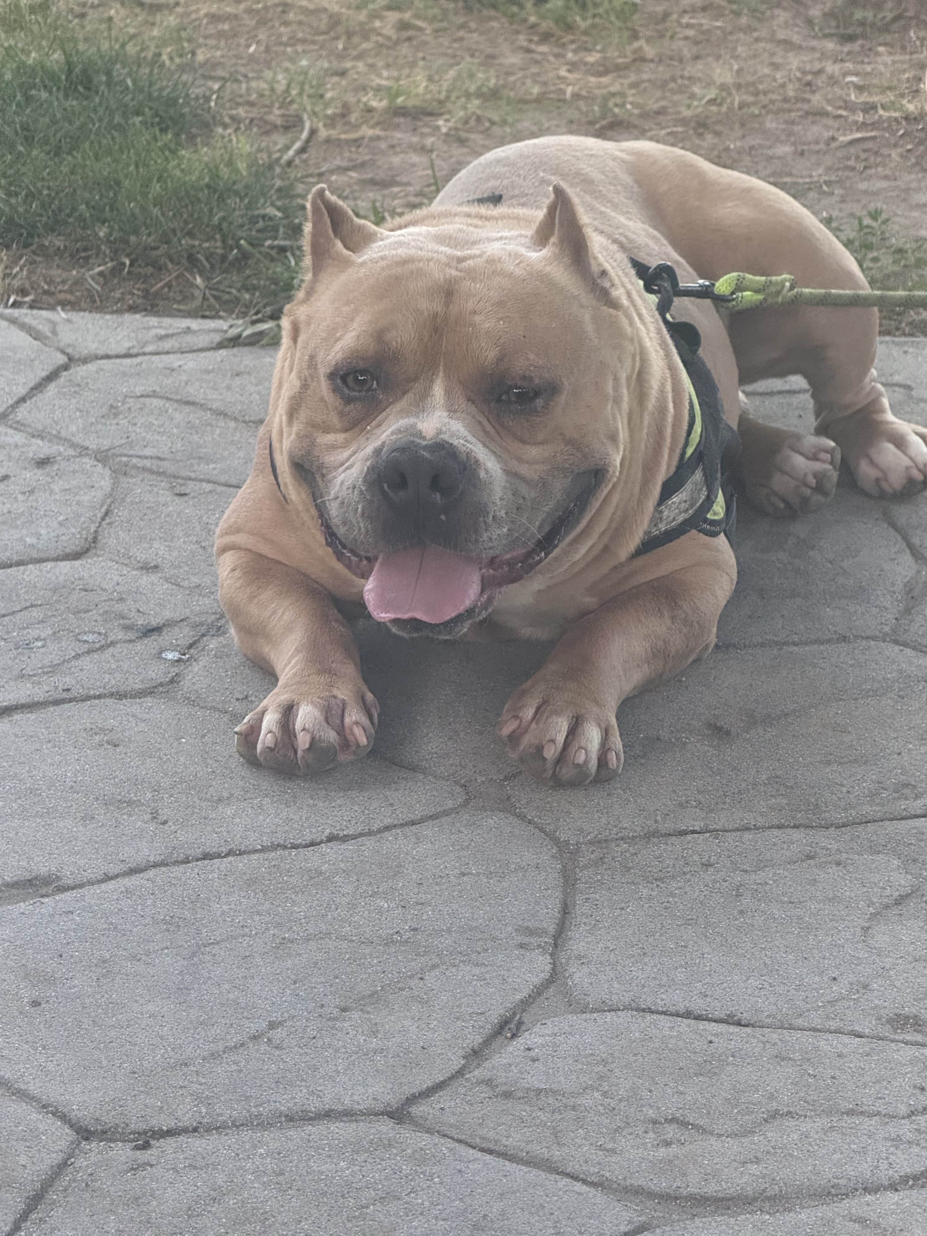 Extreme American bully image 2