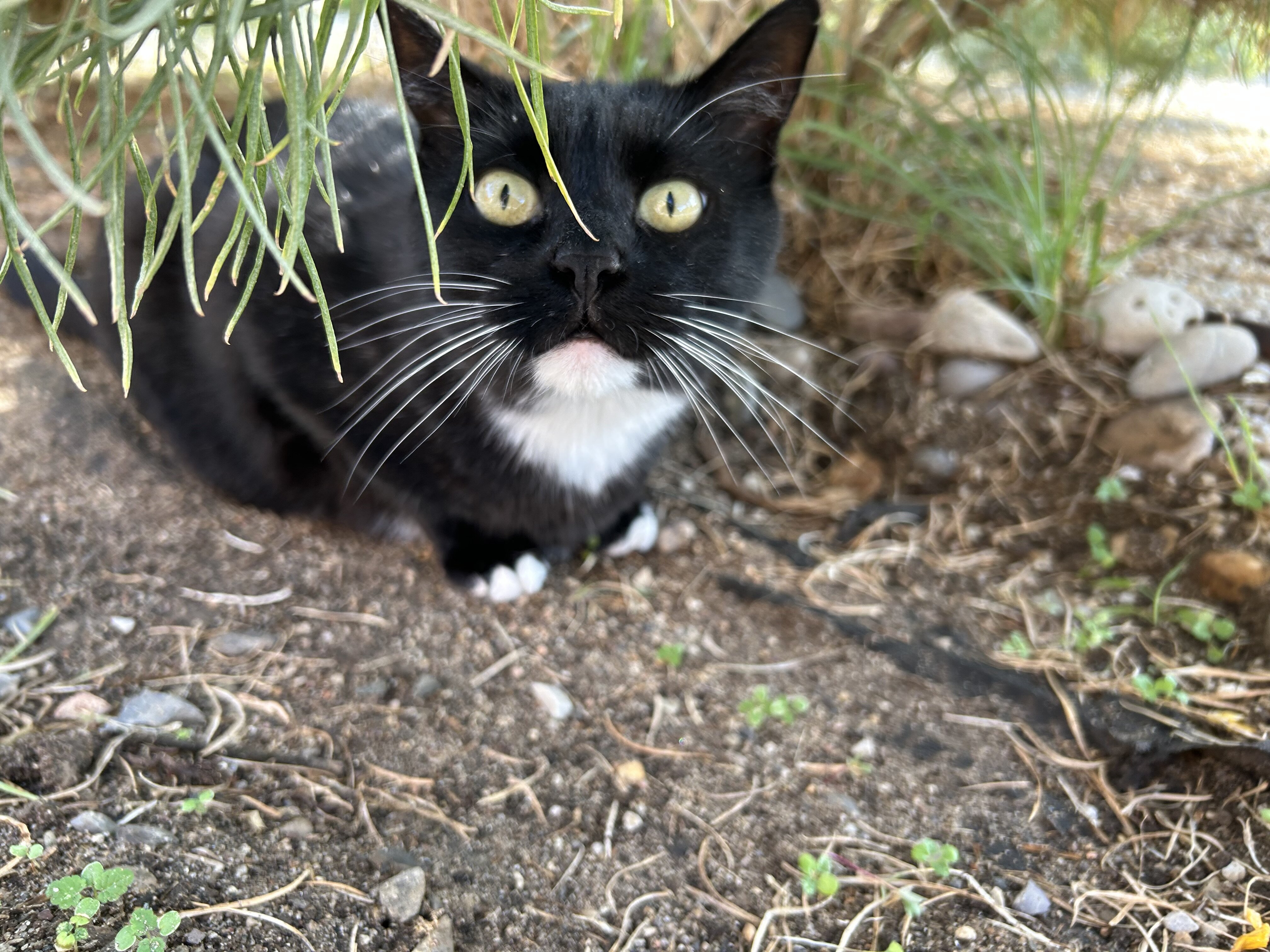 Cat image 3