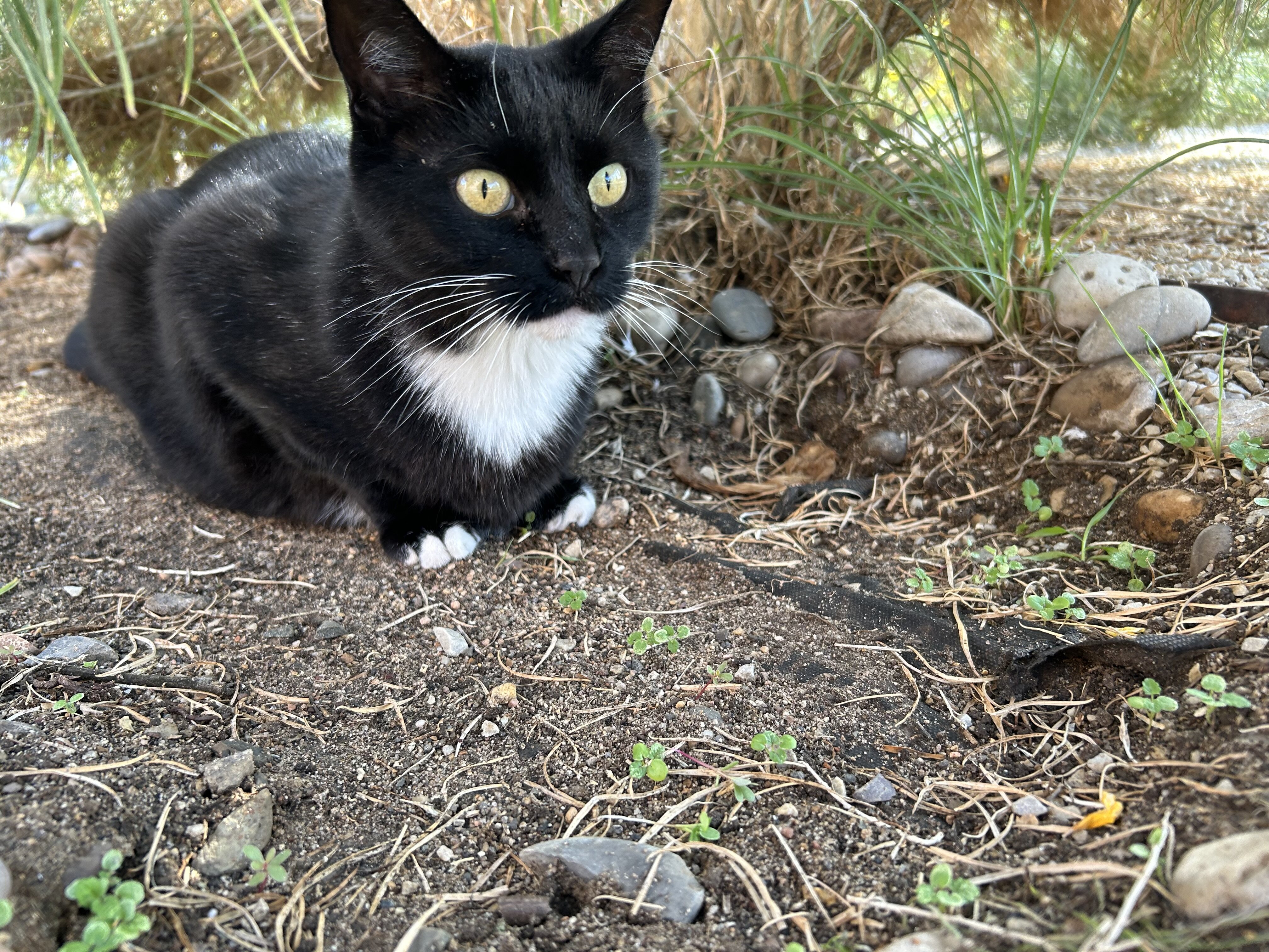 Cat image 6