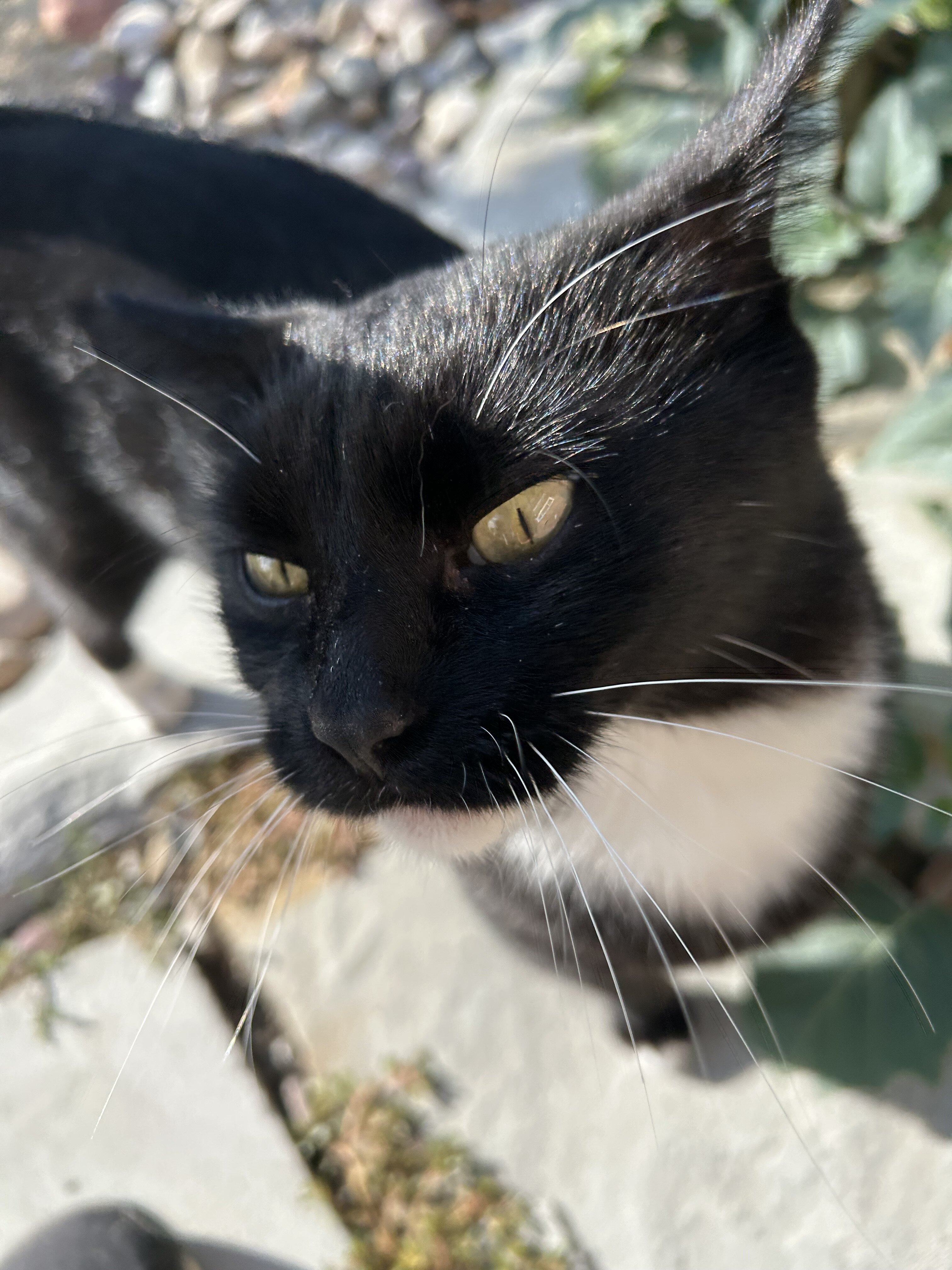 Cat image 2