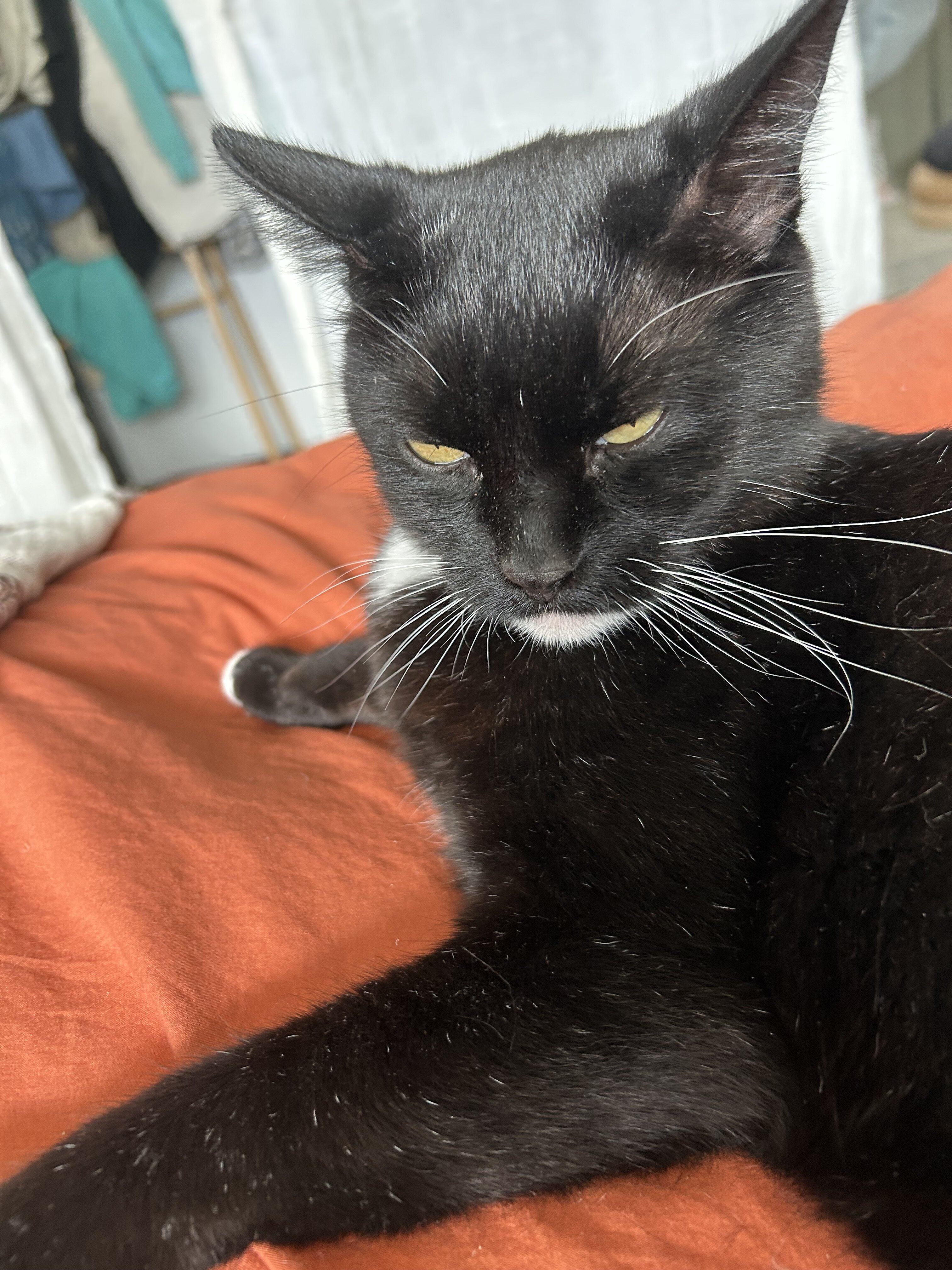 Cat image 4