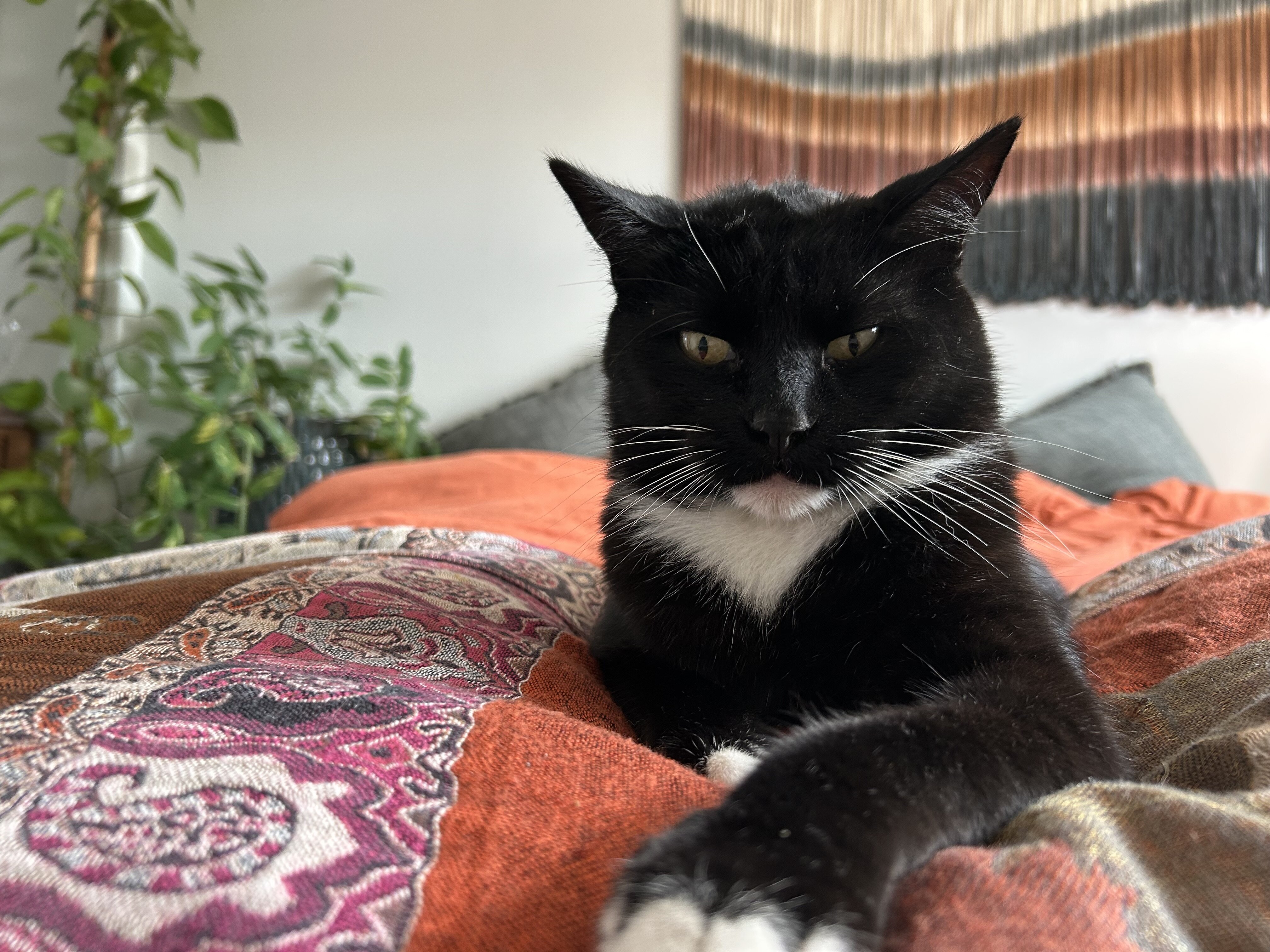 Cat image 1