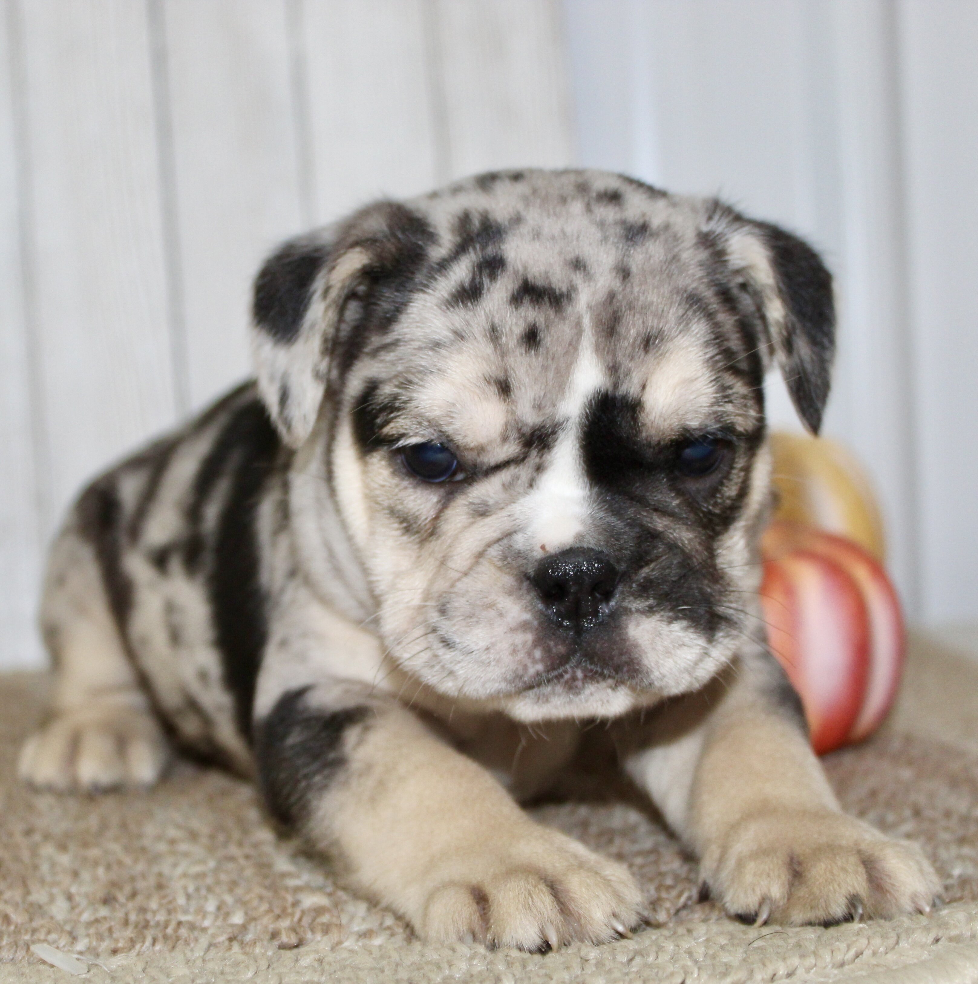 Mabel Female English Bulldog image 7