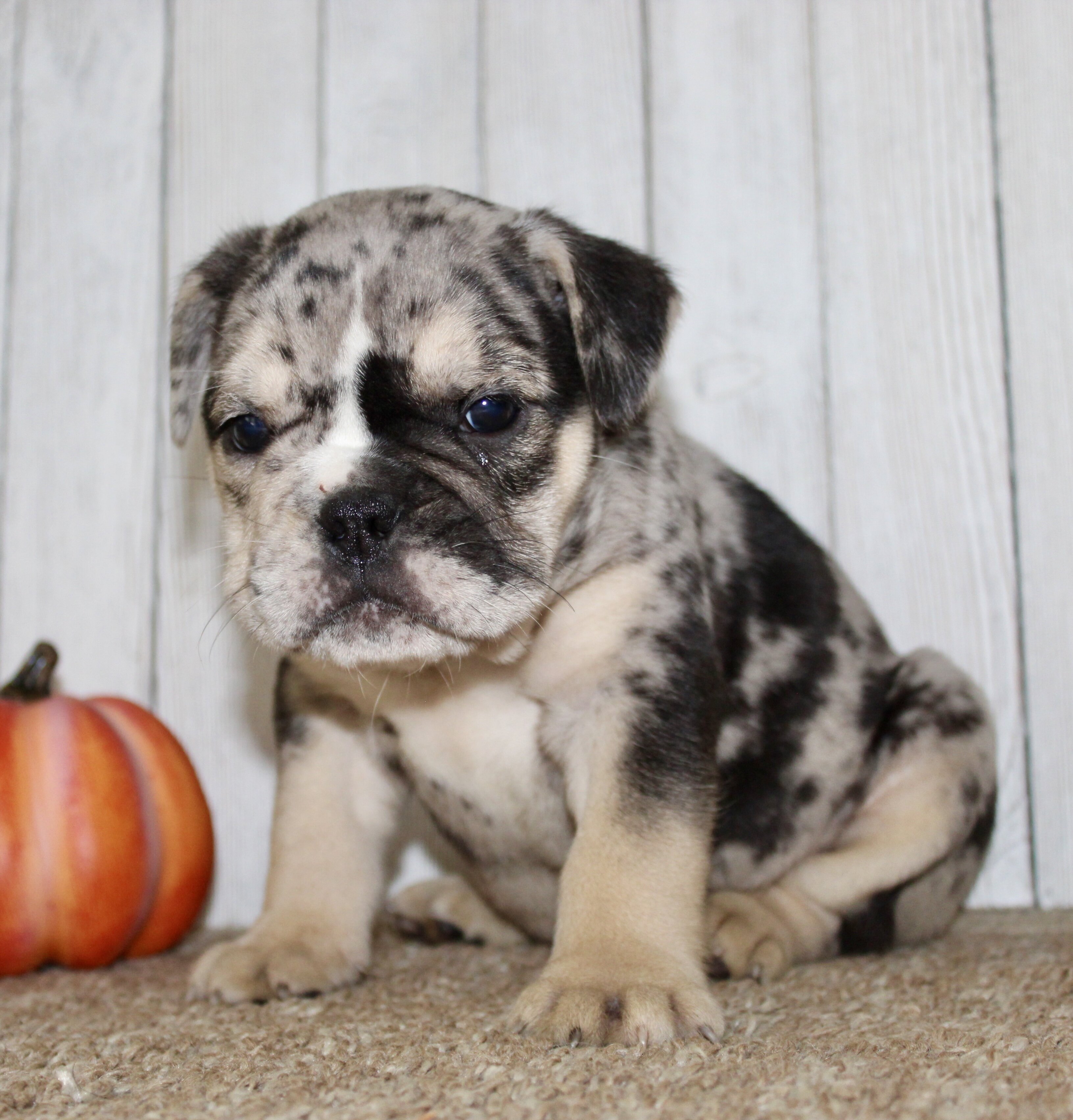 Mabel Female English Bulldog image 8