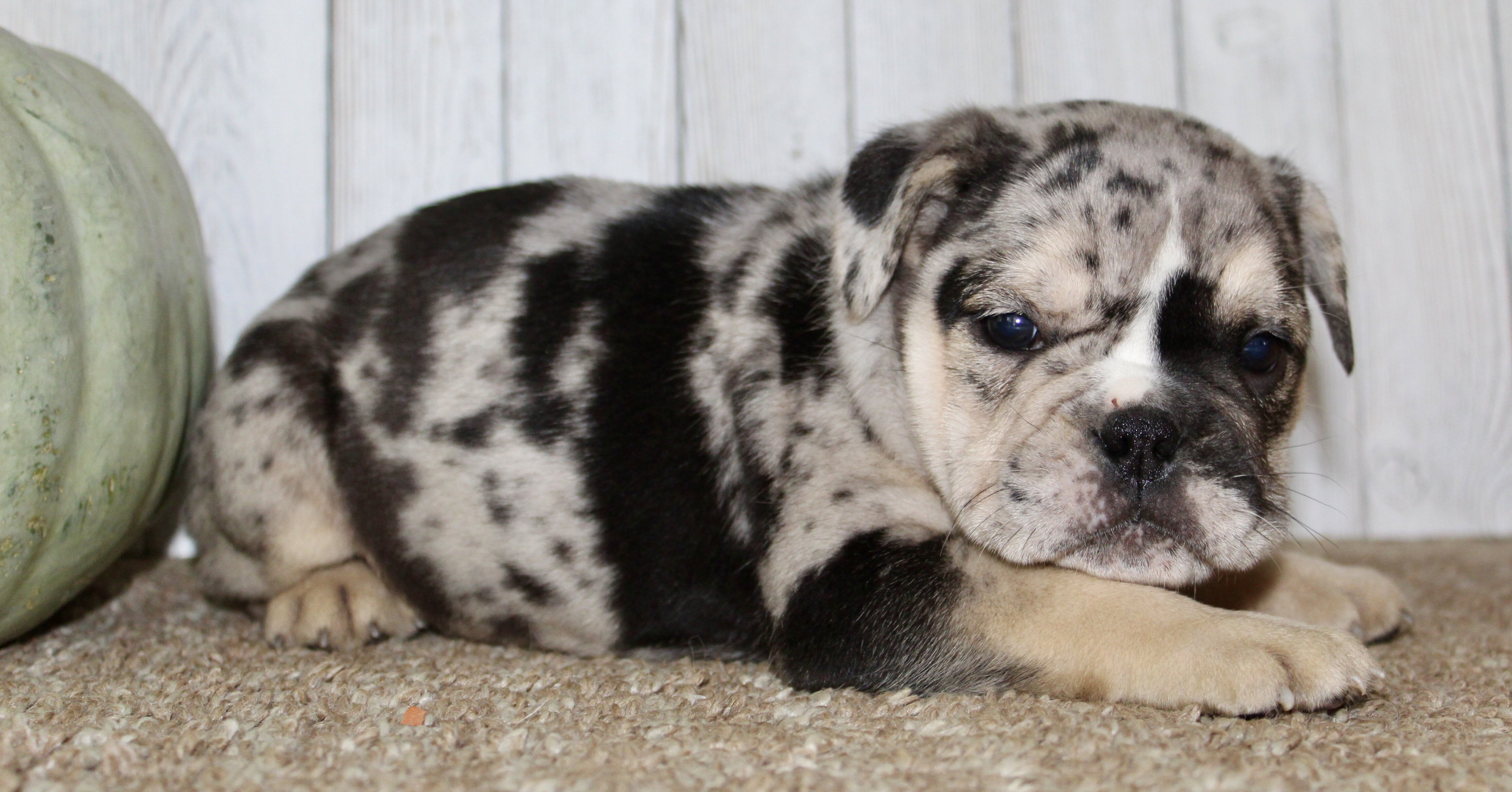 Mabel Female English Bulldog image 5
