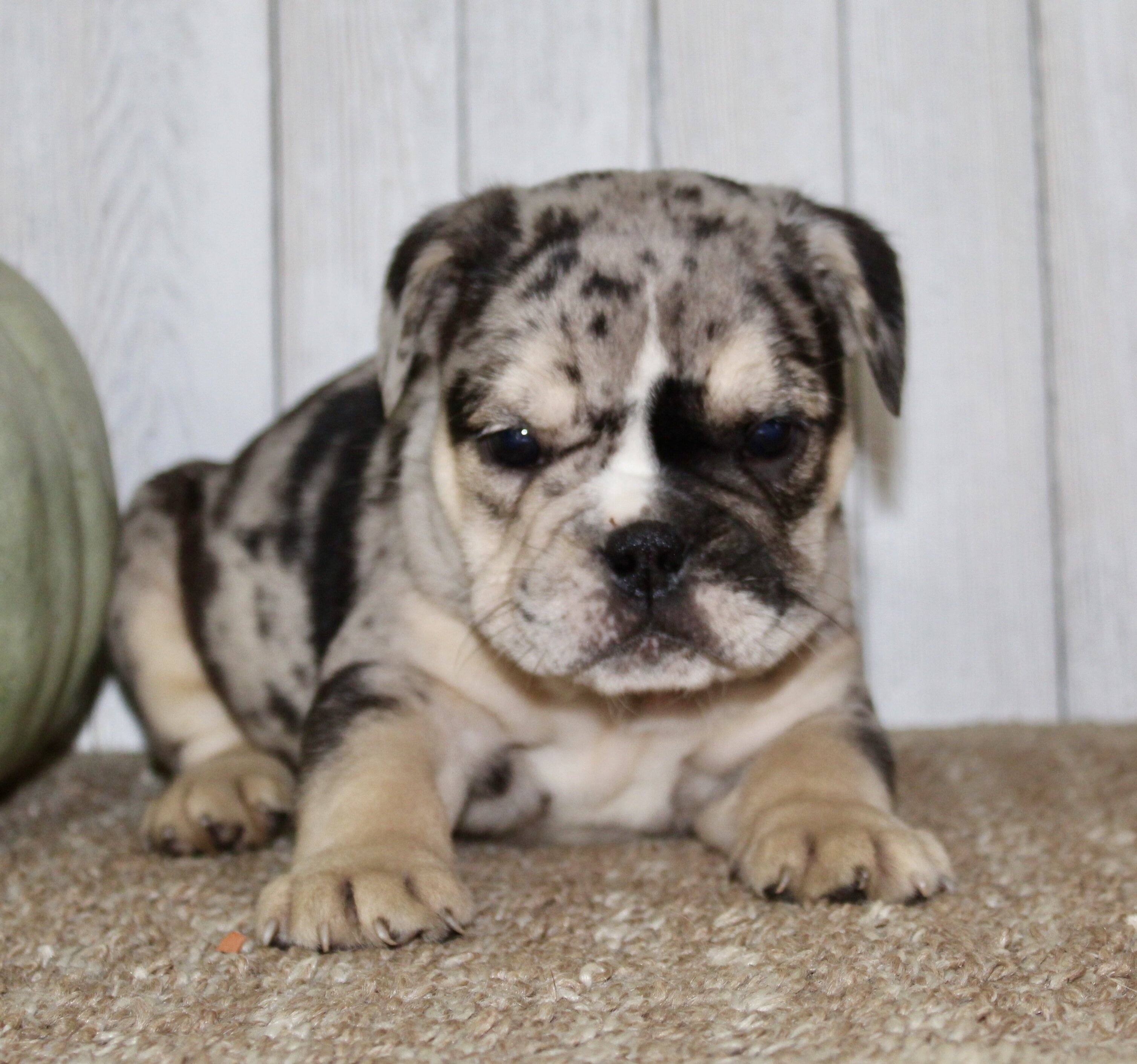 Mabel Female English Bulldog image 6