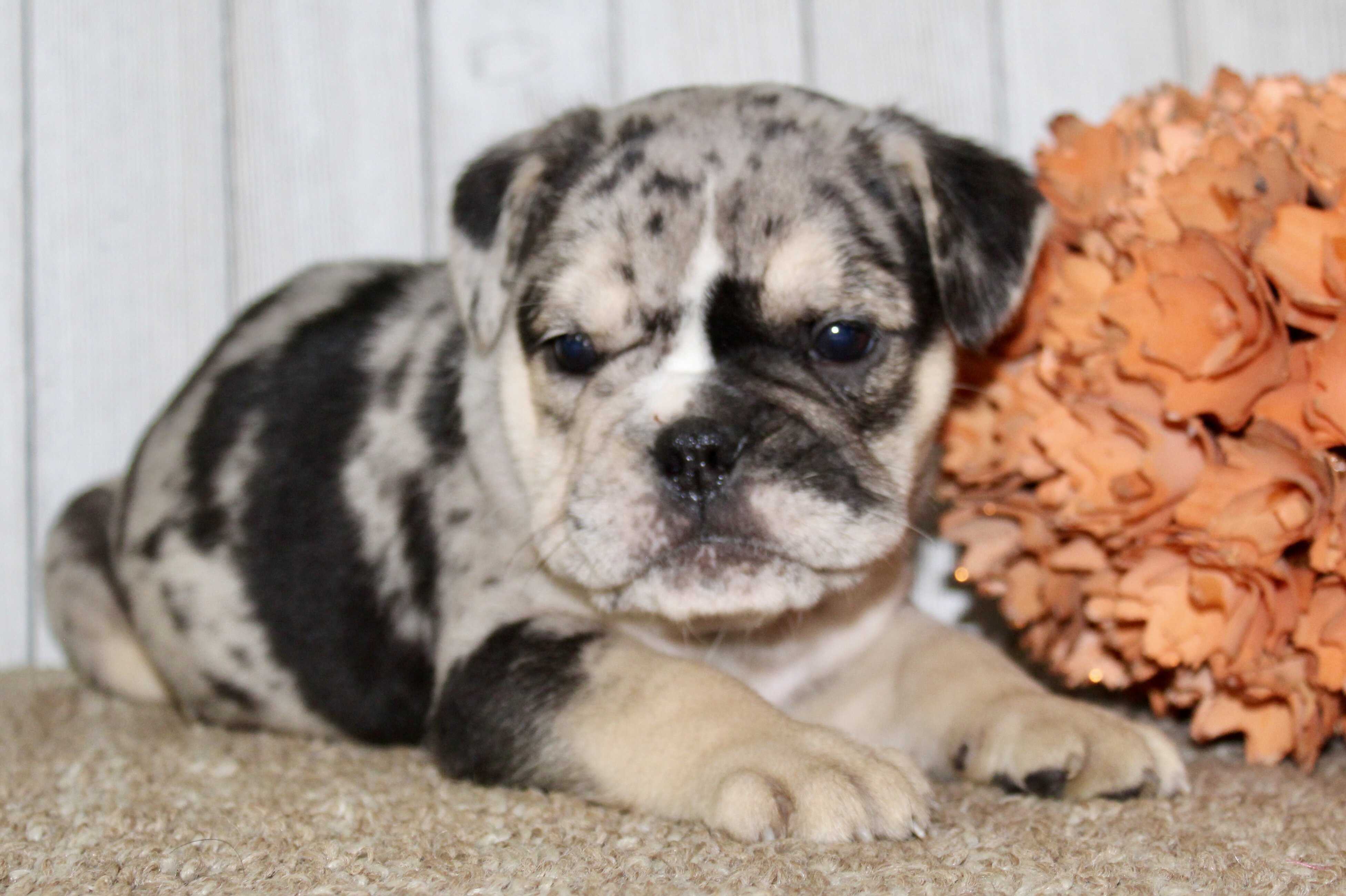 Mabel Female English Bulldog image 4