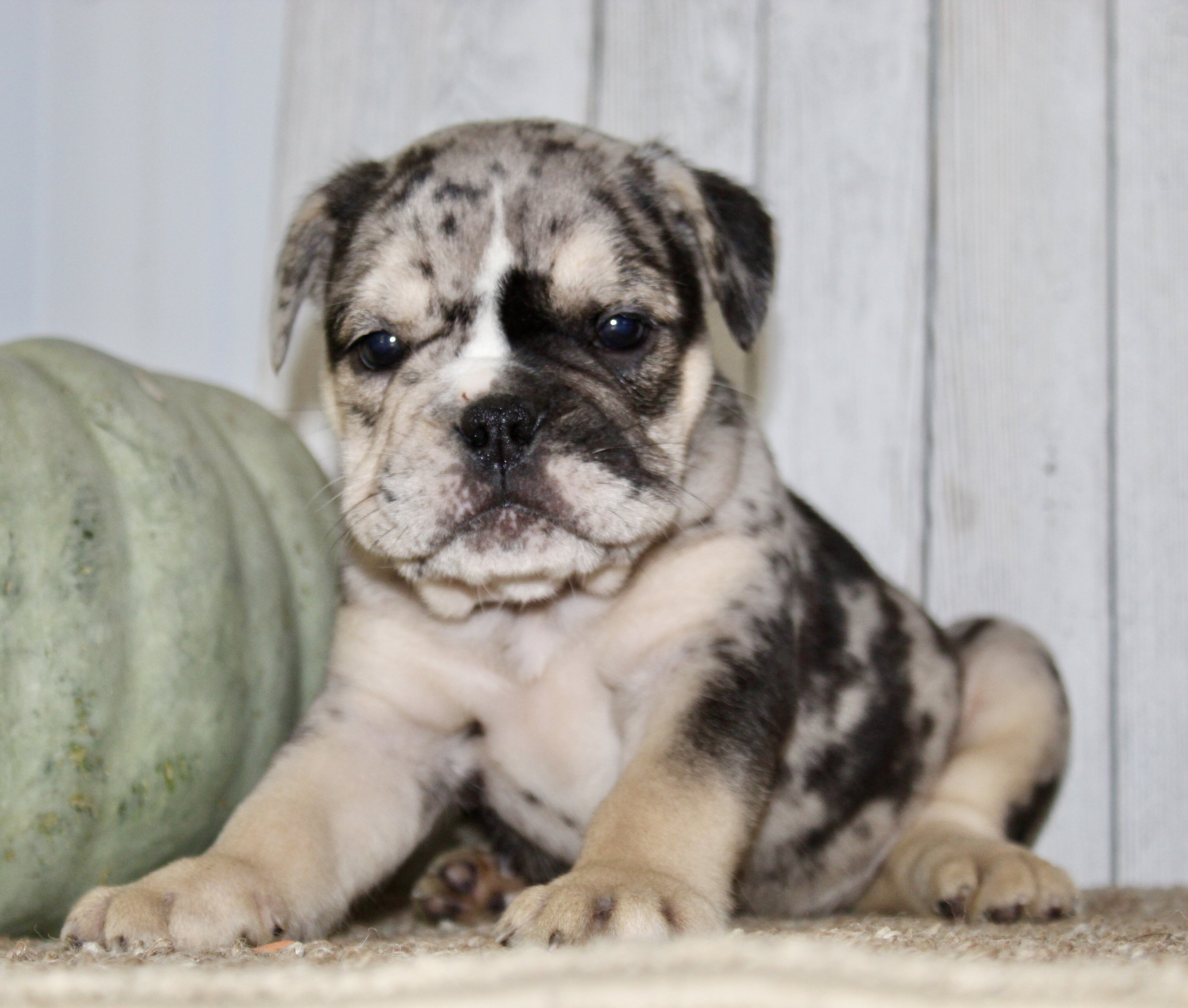 Mabel Female English Bulldog image 2