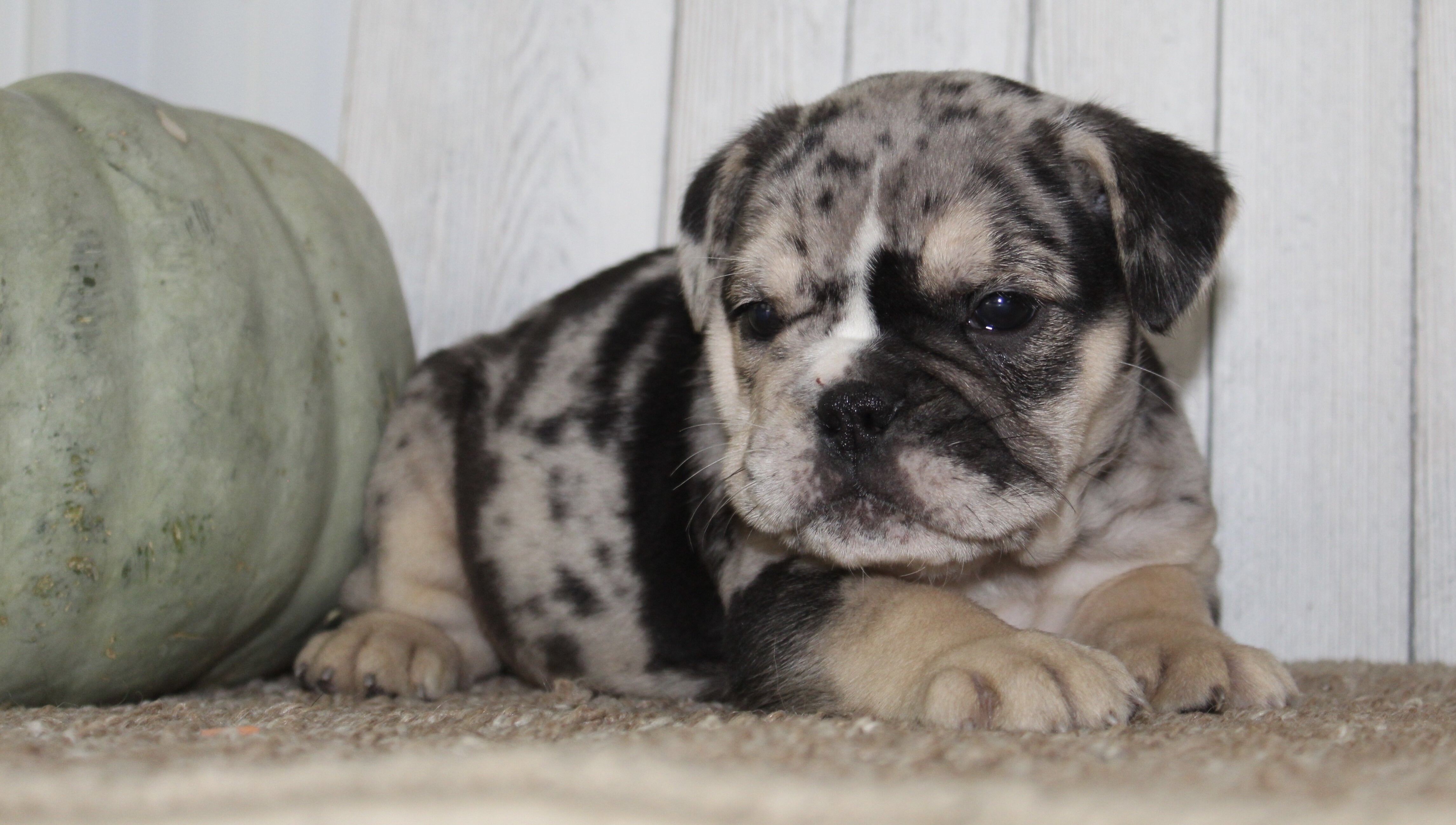 Mabel Female English Bulldog image 3