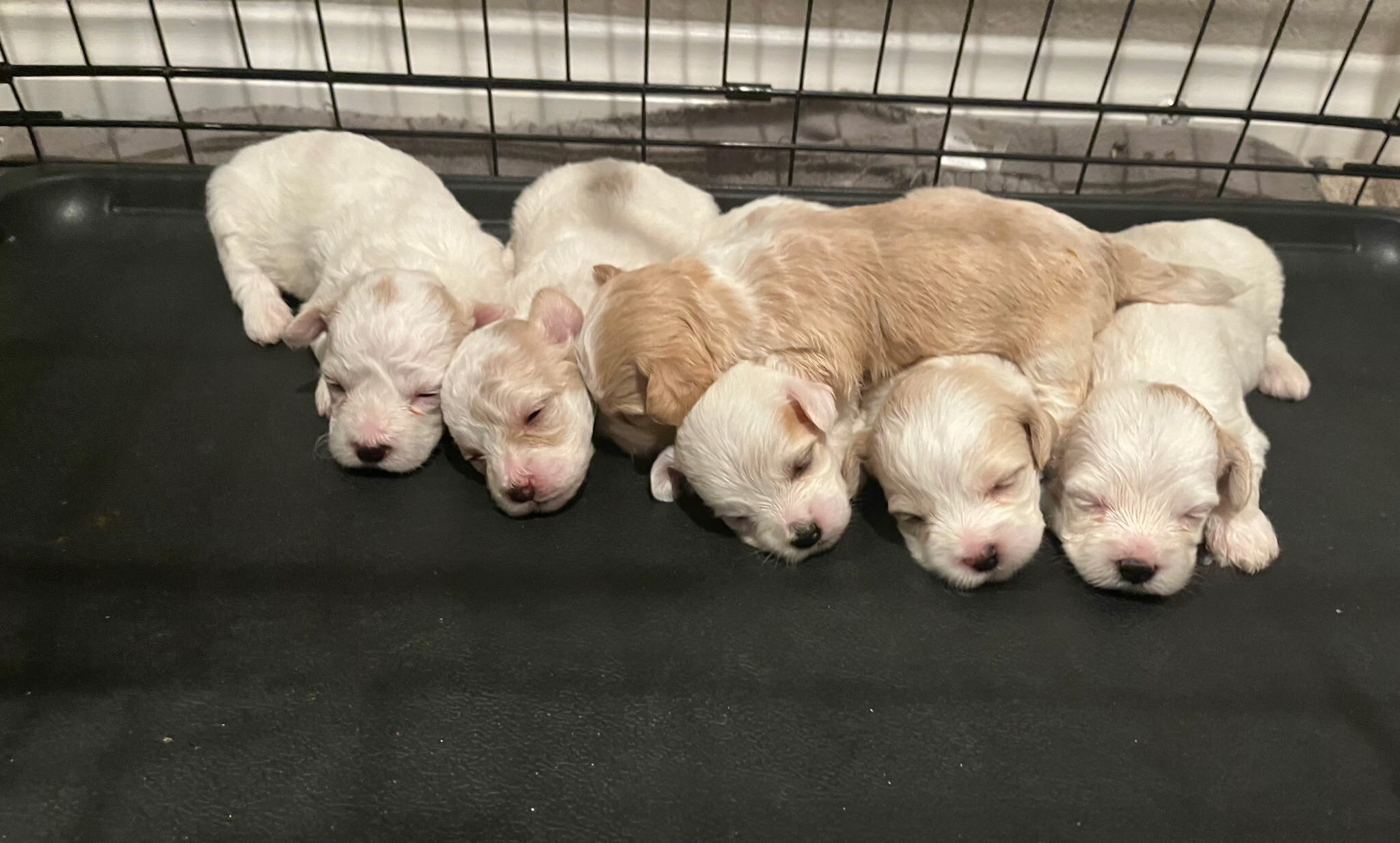 Female Maltipoo puppies Make Holiday Special image 1