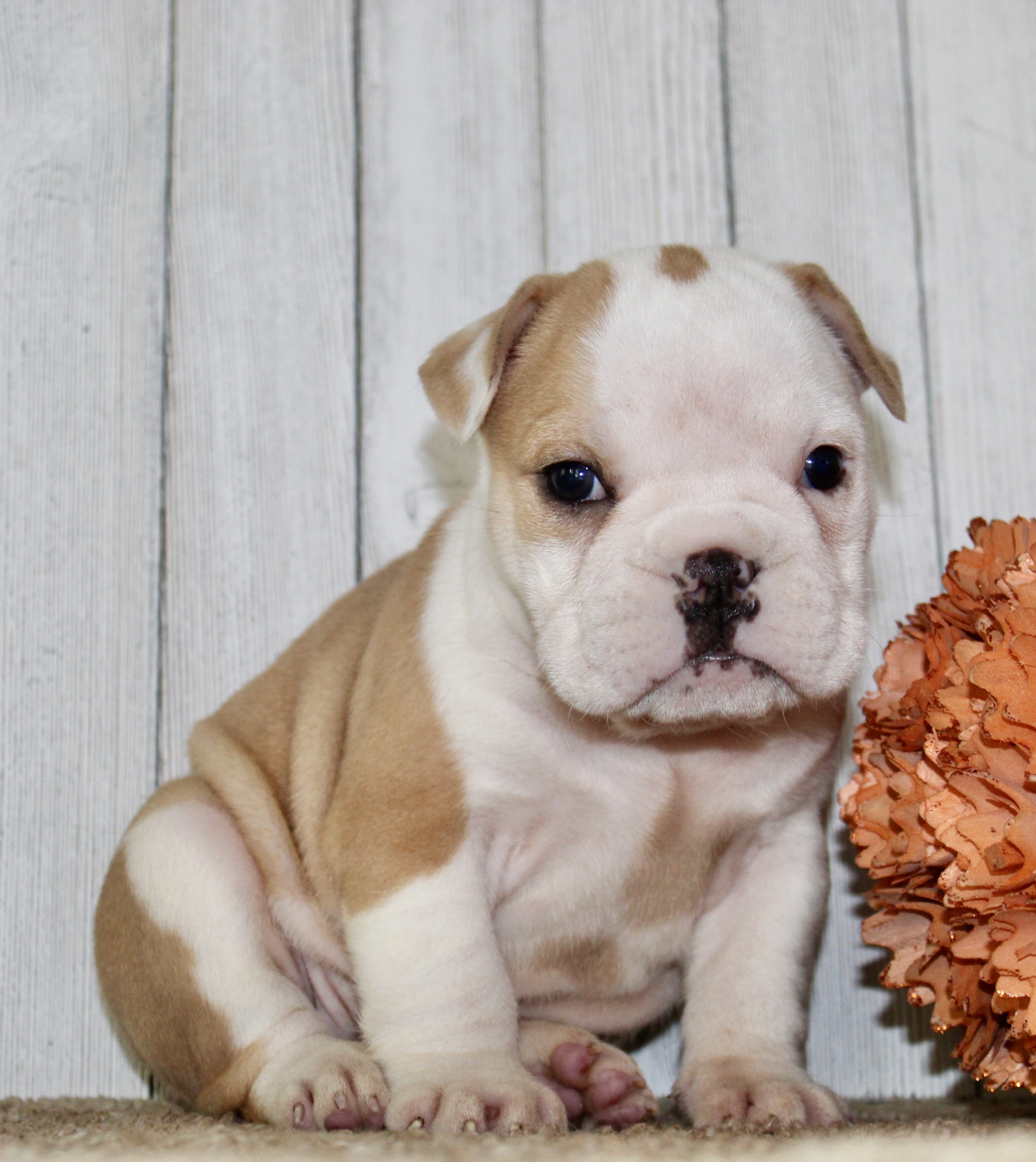 Gigi Female English Bulldog image 7