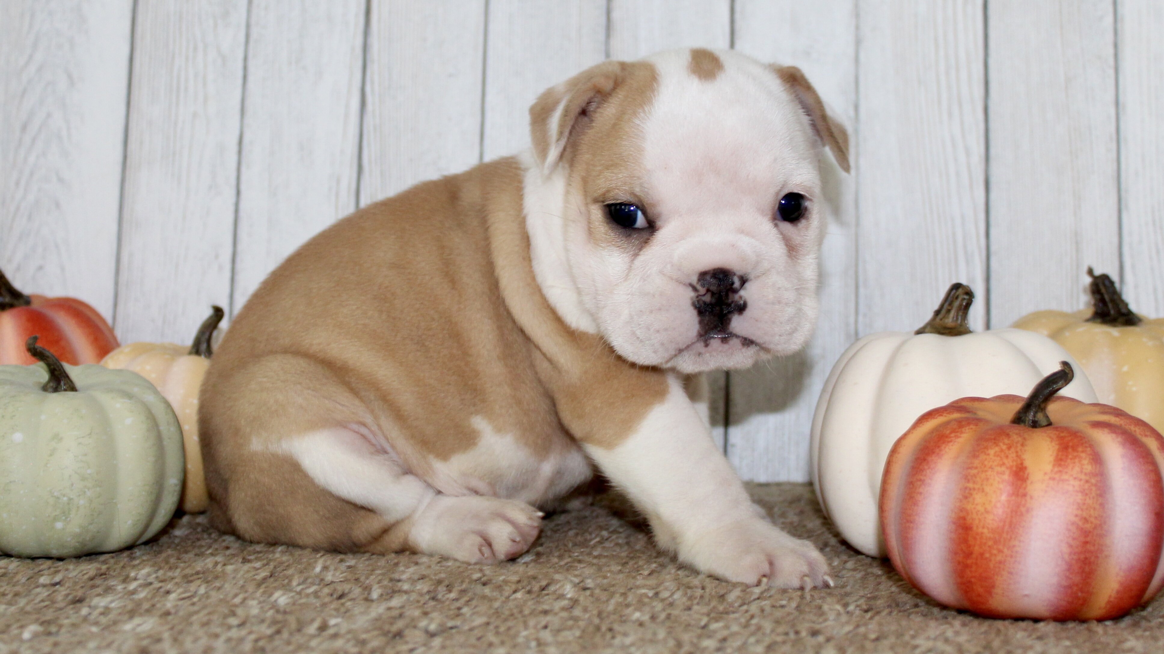 Gigi Female English Bulldog image 8