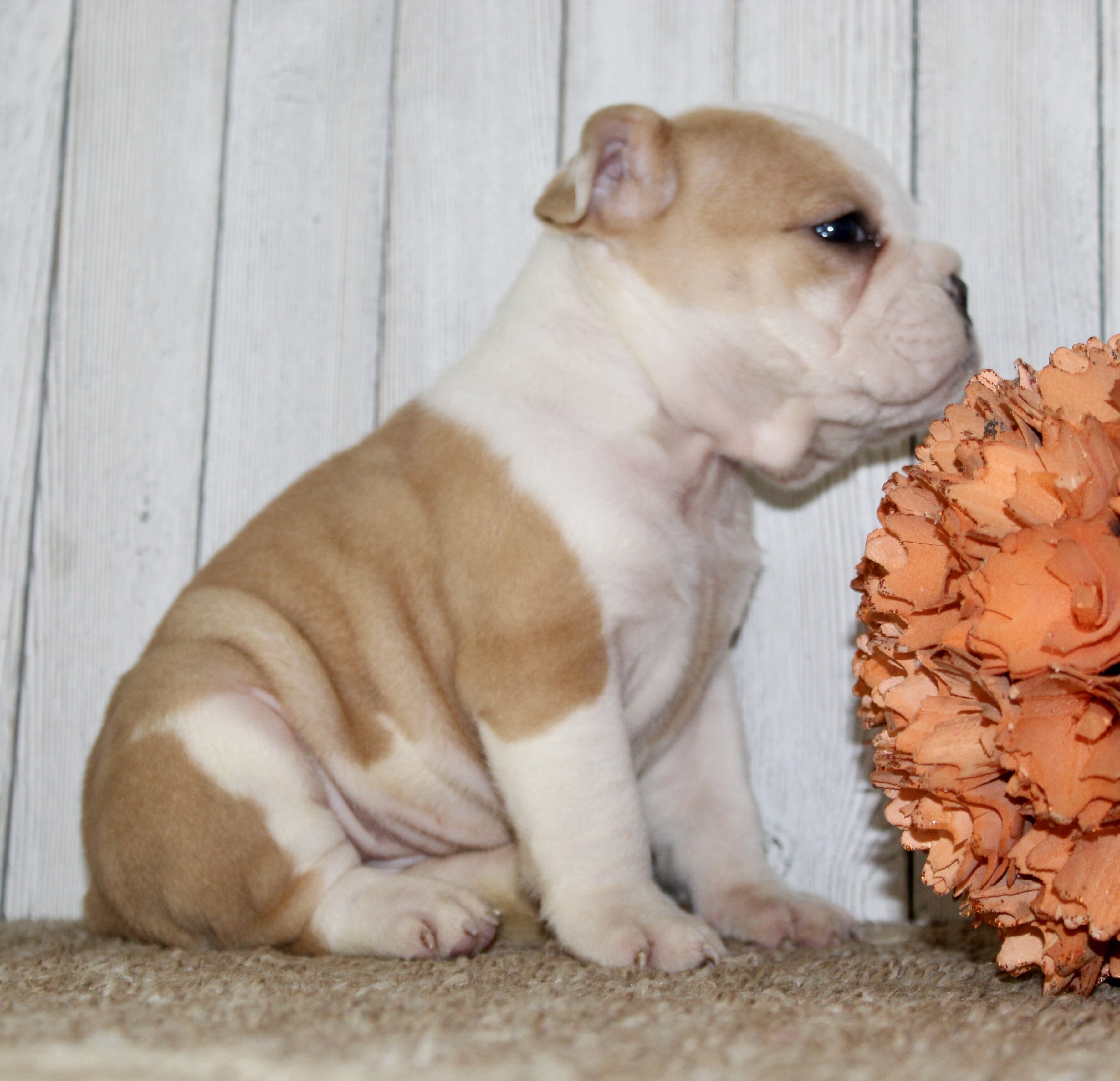 Gigi Female English Bulldog image 5