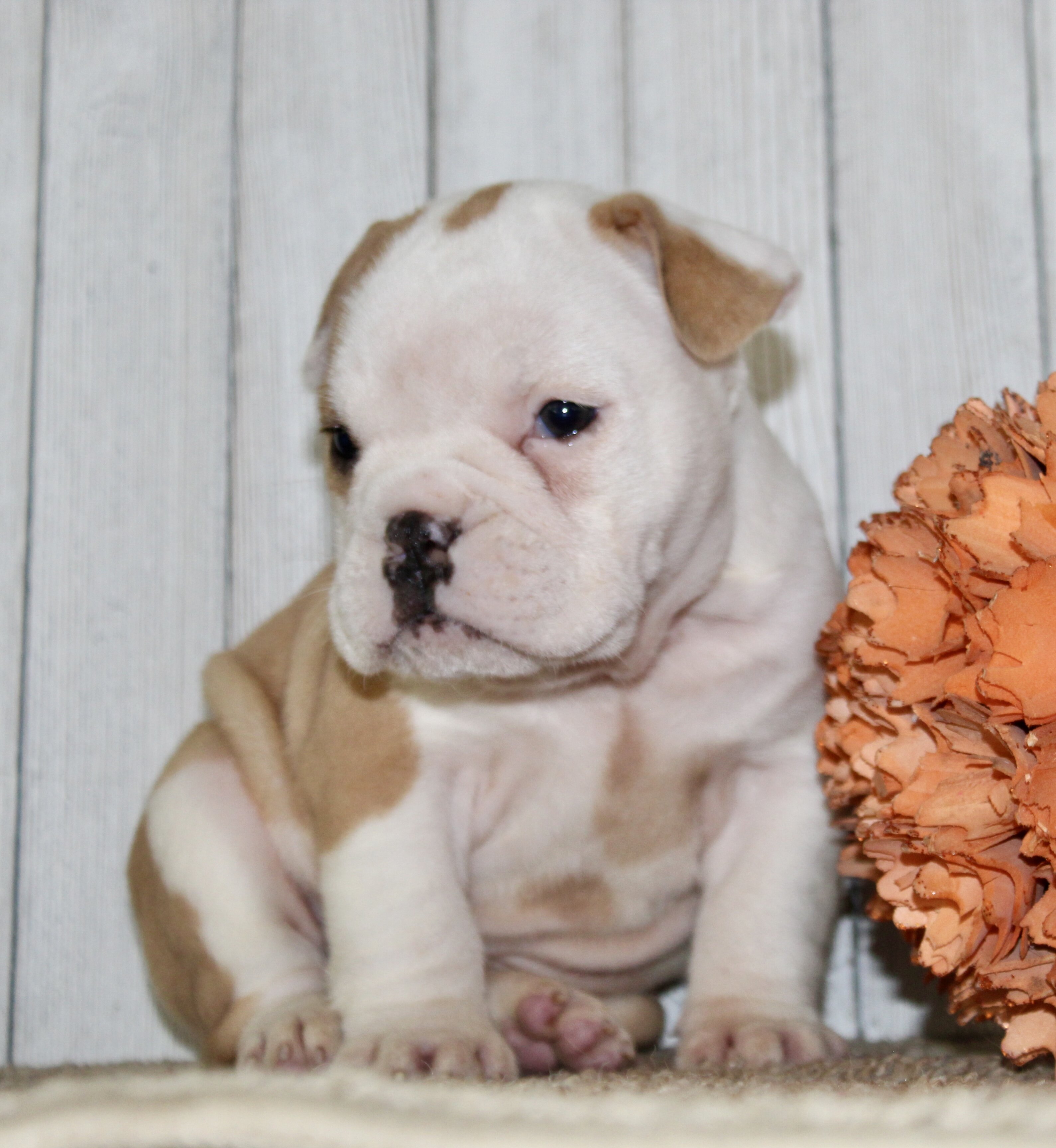 Gigi Female English Bulldog image 6