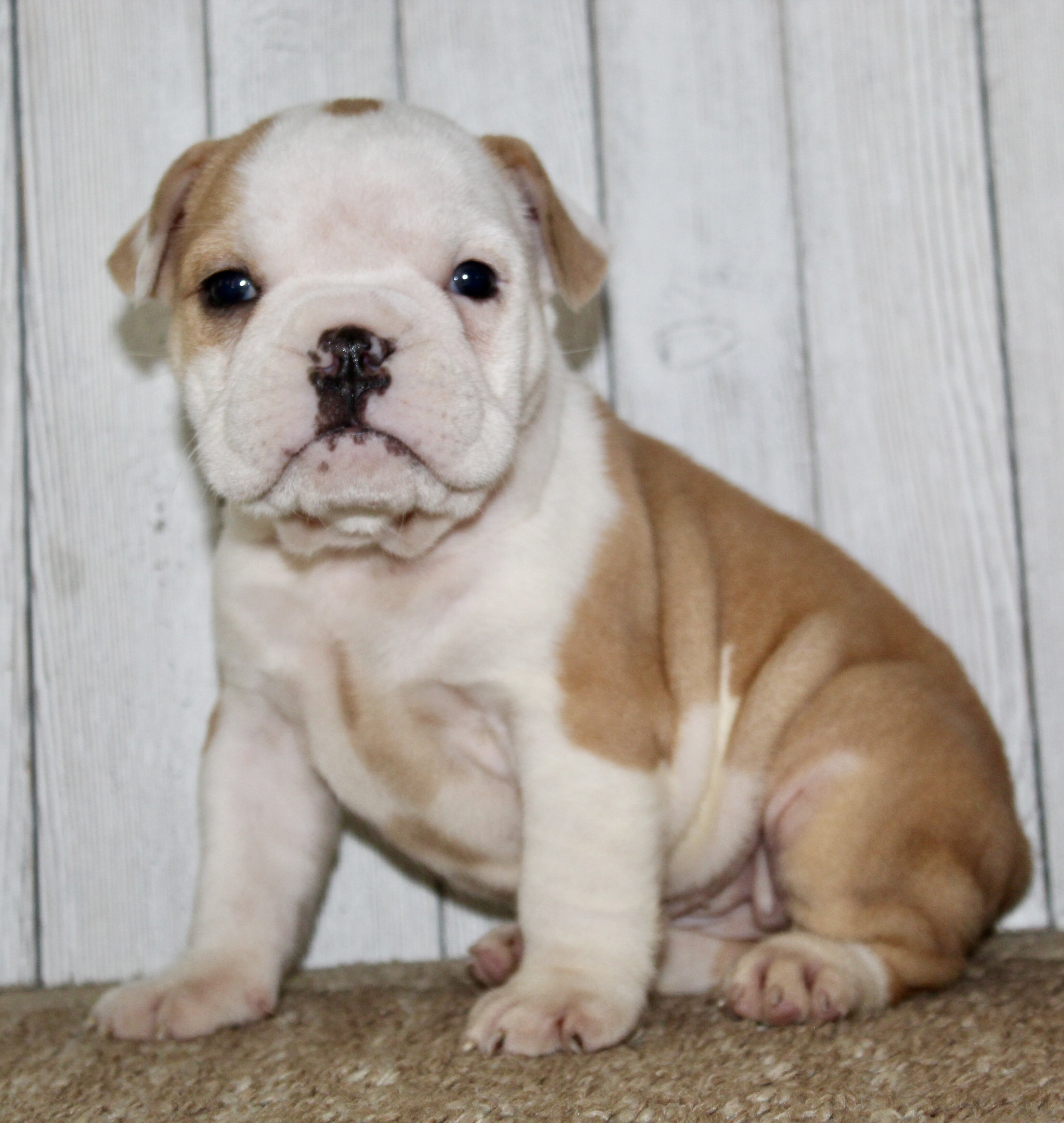 Gigi Female English Bulldog image 4