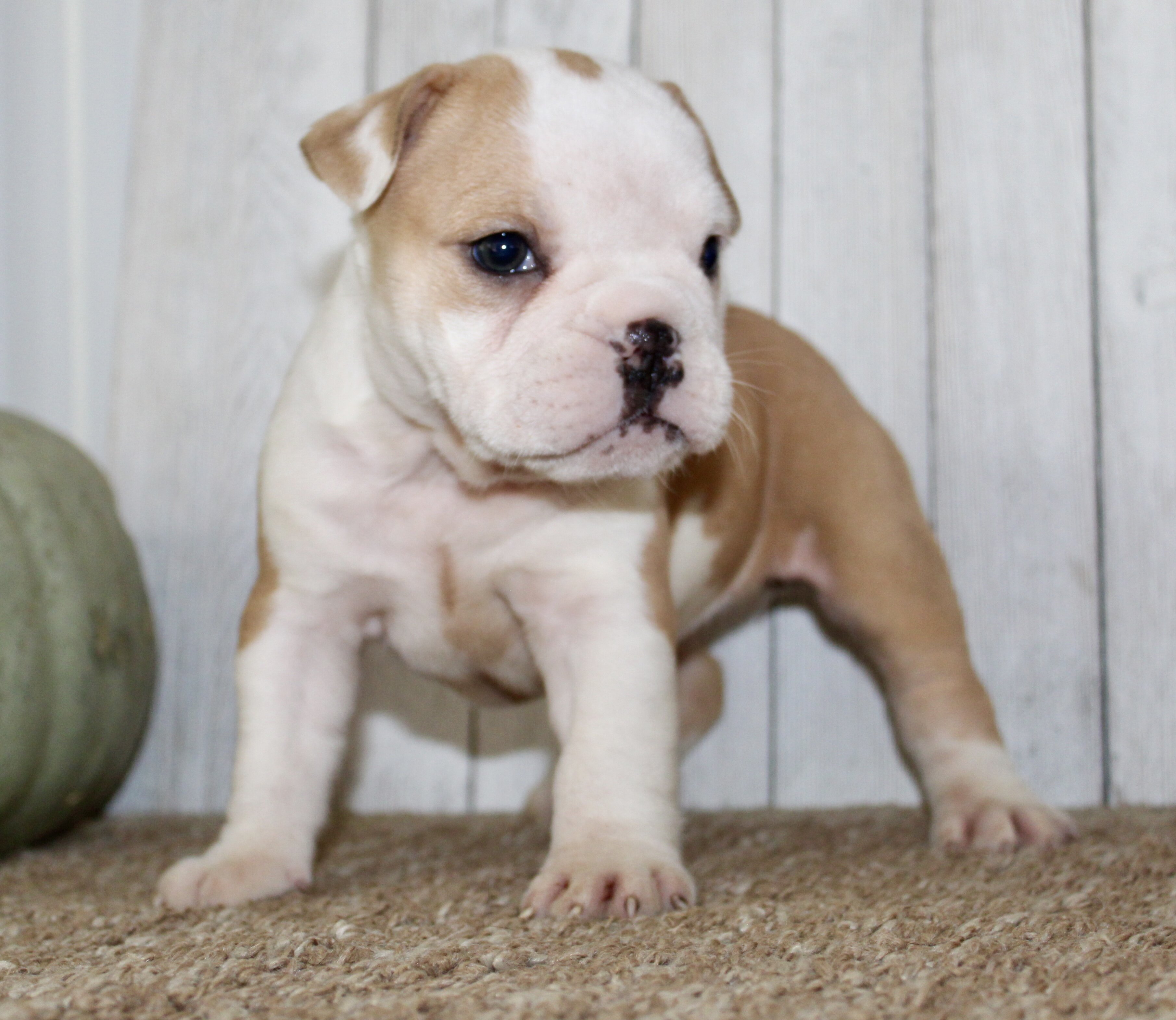 Gigi Female English Bulldog image 2