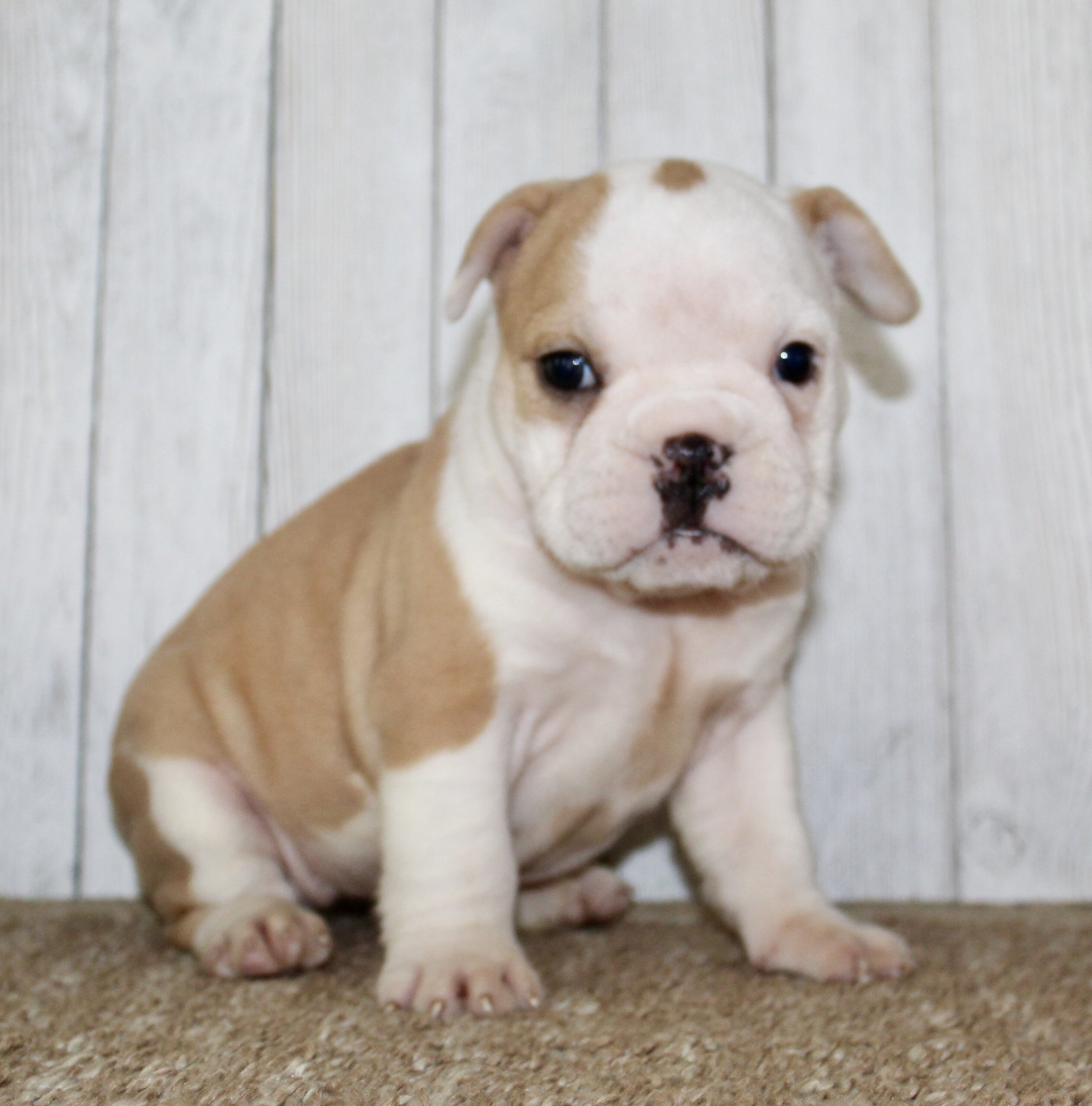 Gigi Female English Bulldog image 3