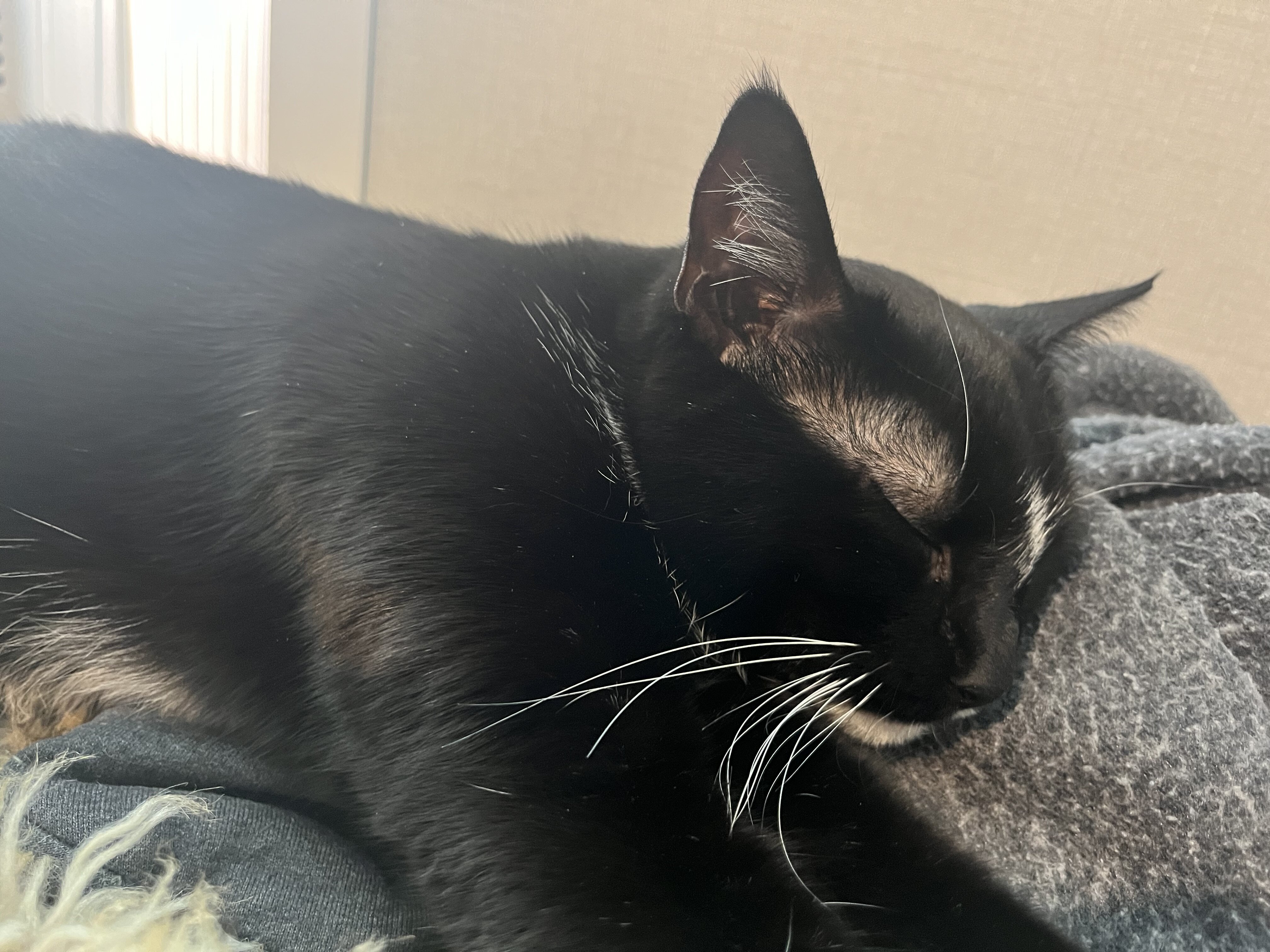 Cat image 5