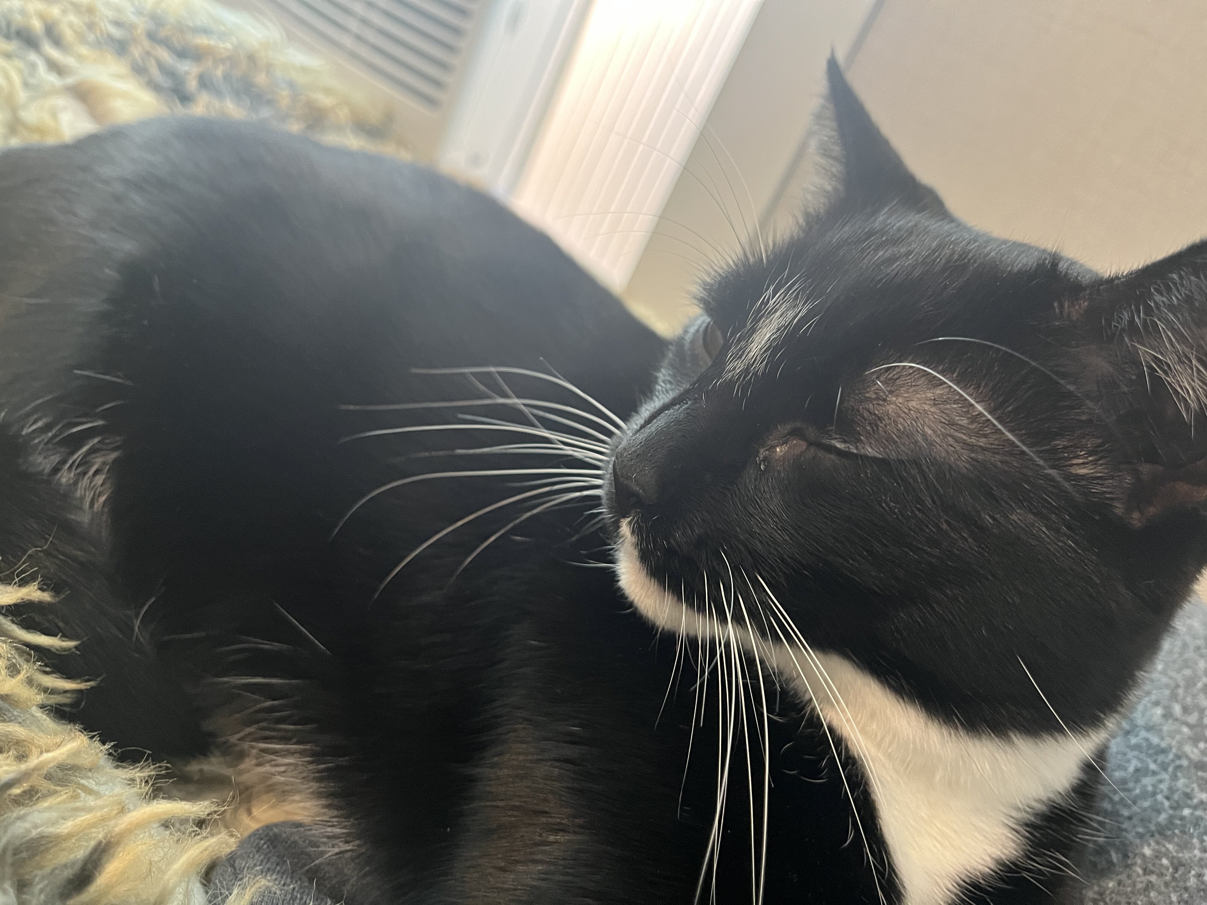 Cat image 4