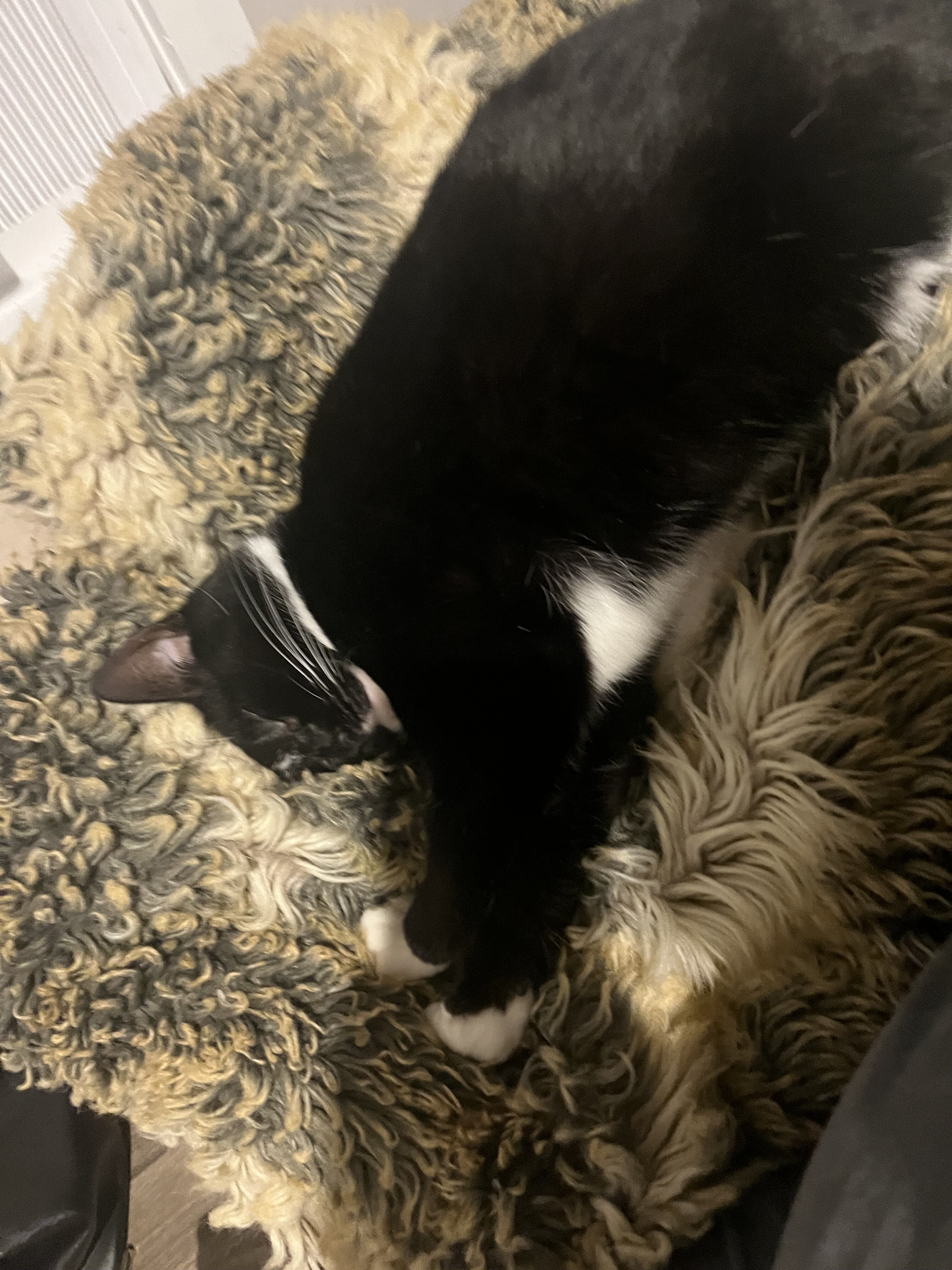 Cat image 3