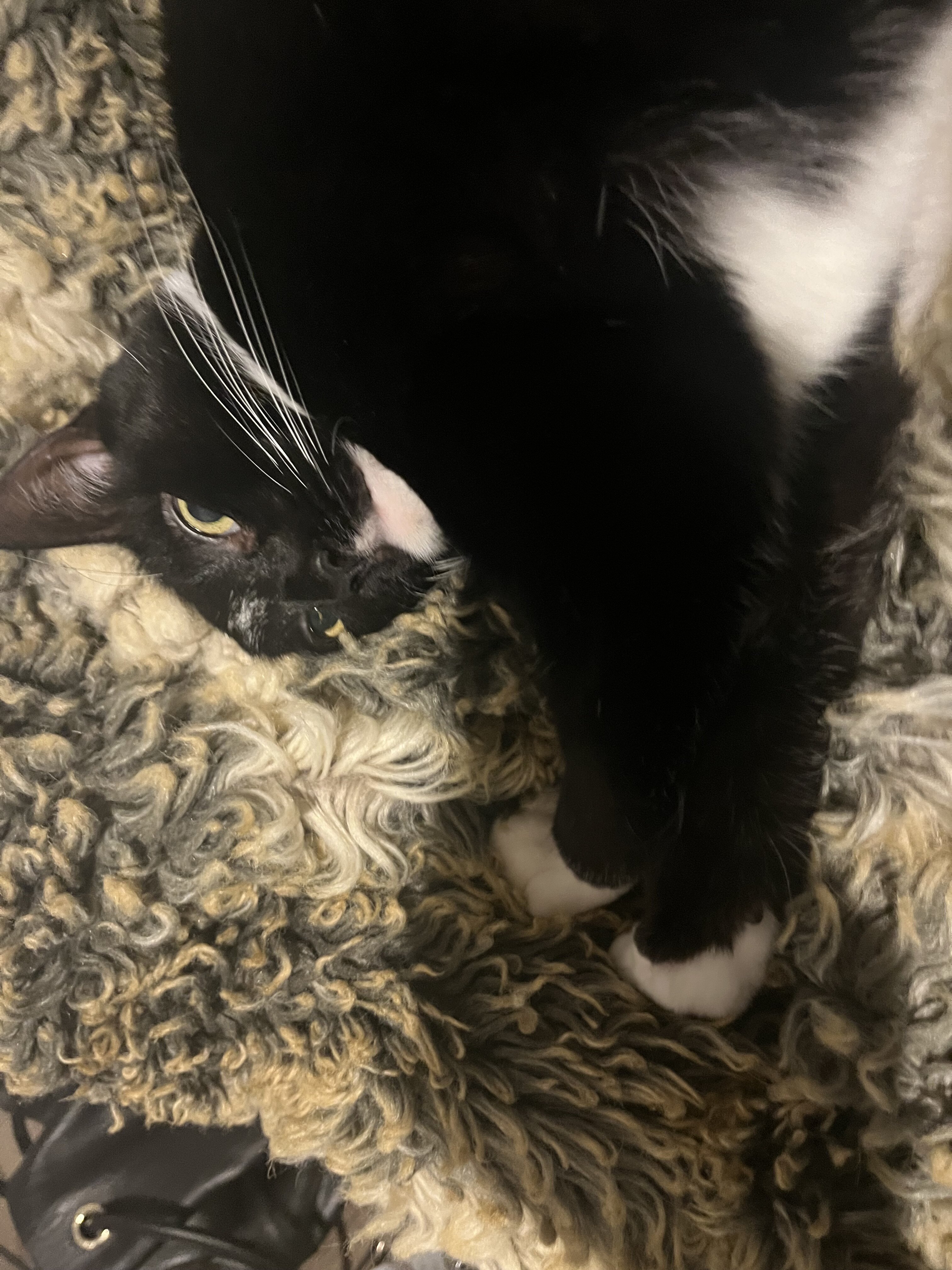Cat image 2