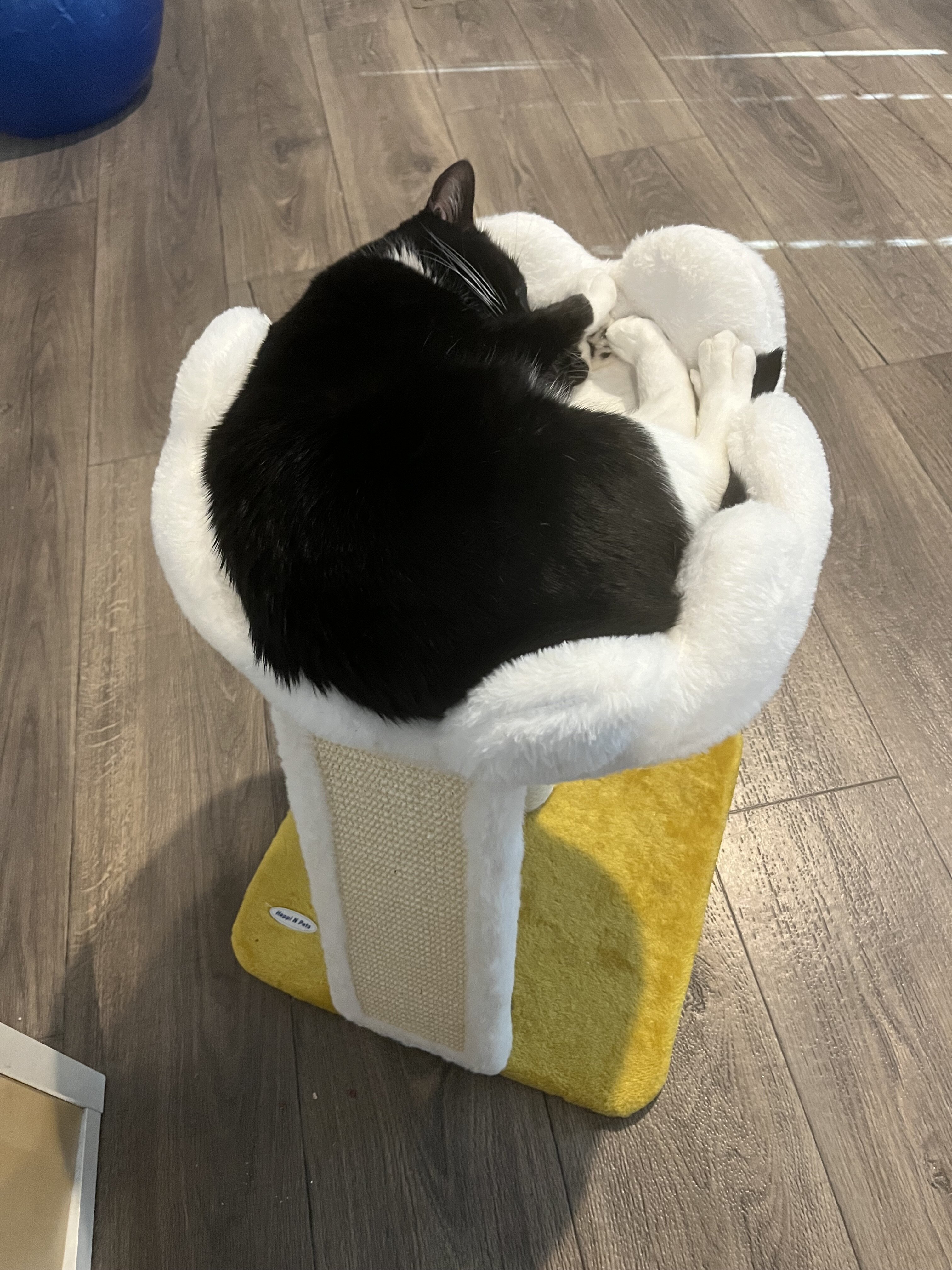 Cat image 1
