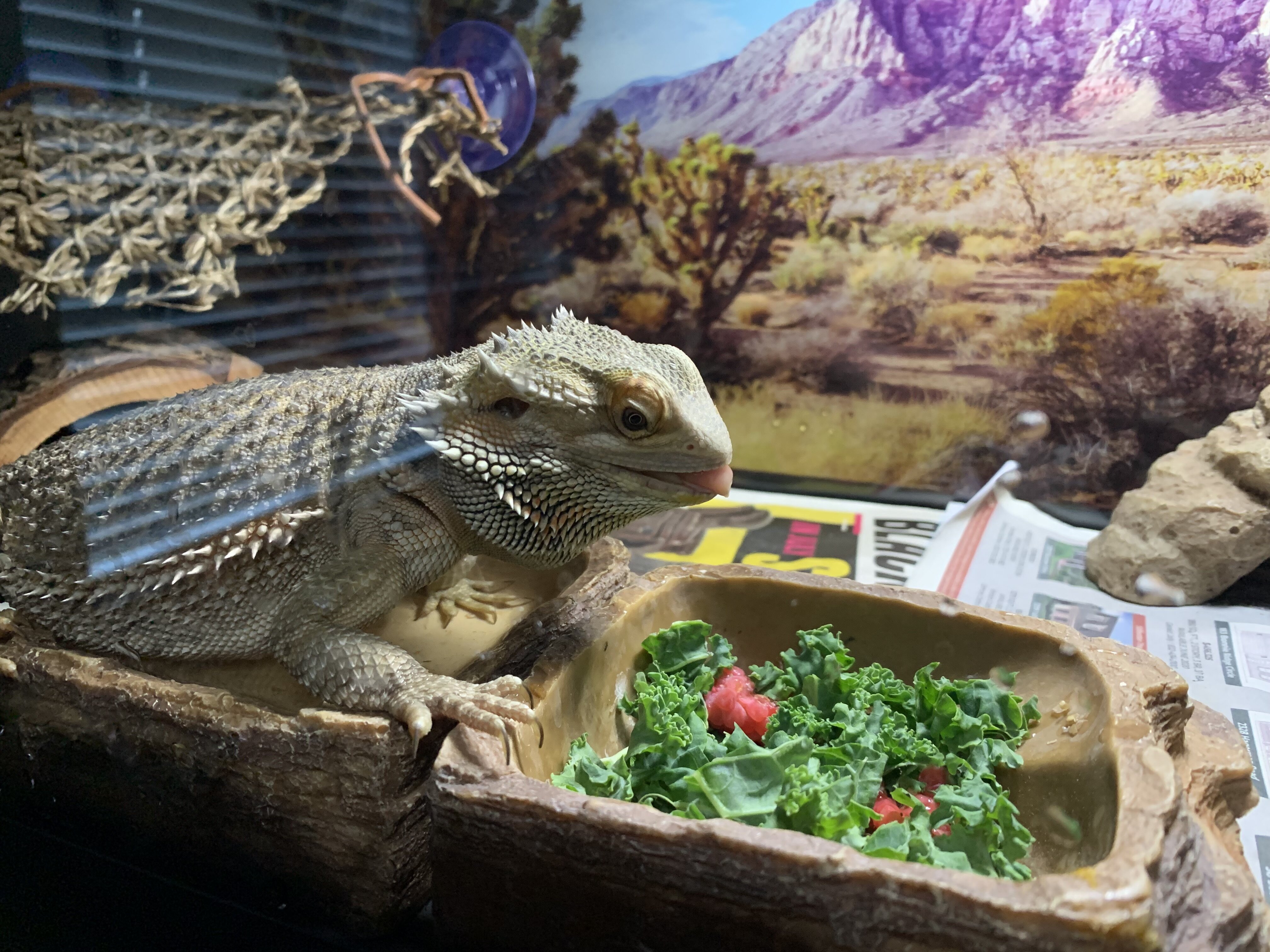 Bearded Dragon image 1