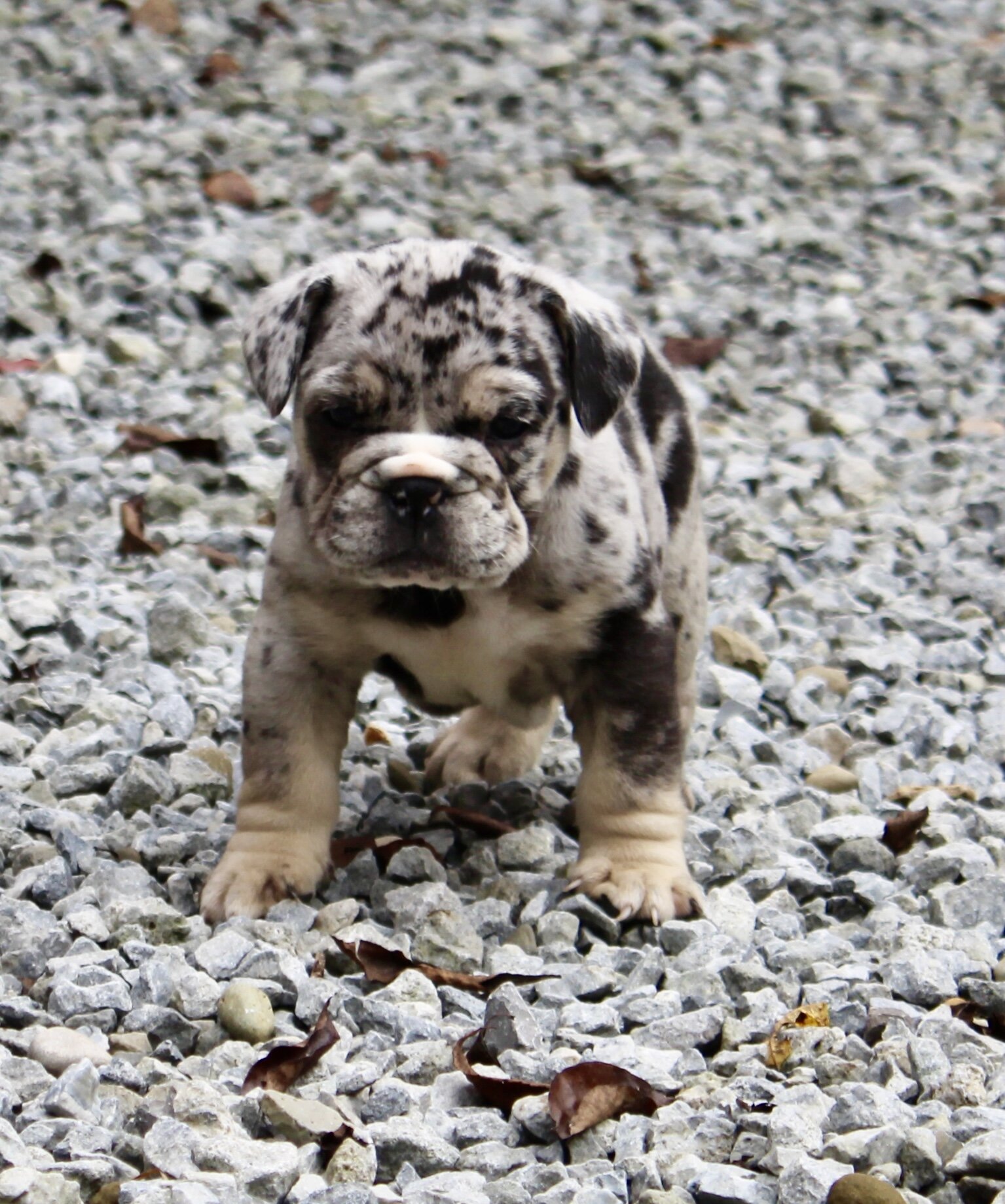 Birdie Female English Bulldog image 5