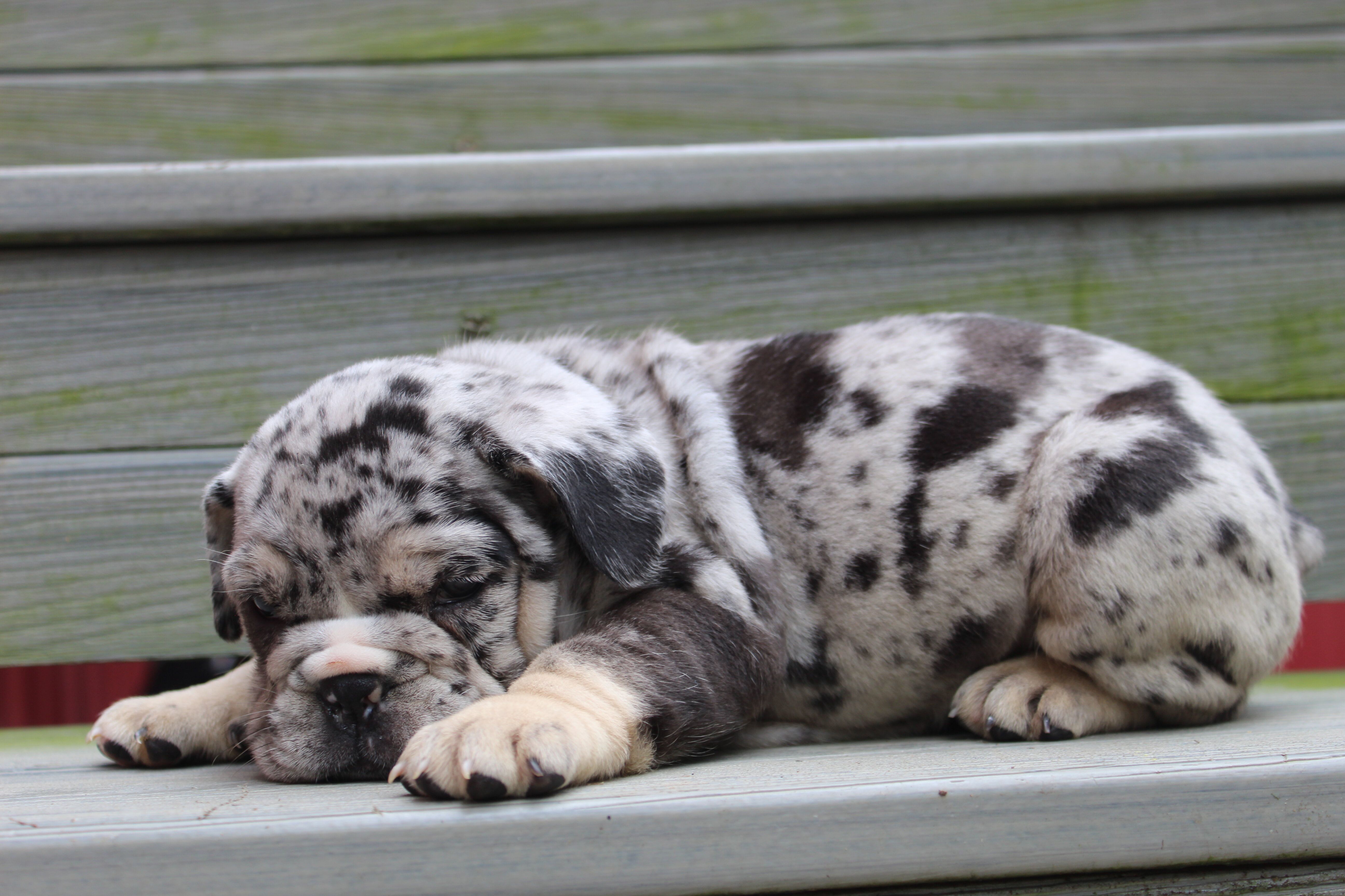 Birdie Female English Bulldog image 3